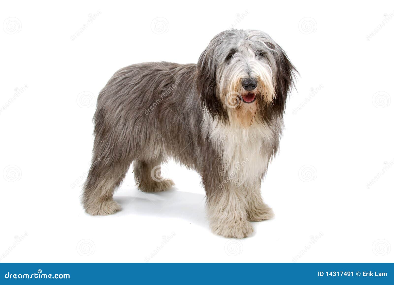 Sheepdog Inglês Velho (bobtail) Imagem de Stock - Imagem de puro,  produzido: 14317491