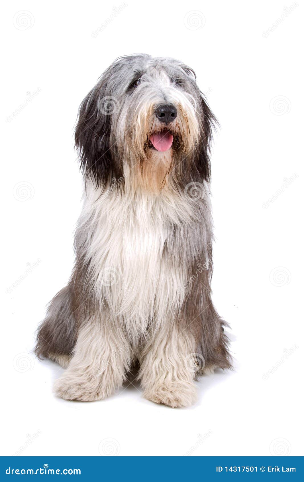 Sheepdog Inglês Velho (bobtail) Imagem de Stock - Imagem de bobo, isolado:  14317501