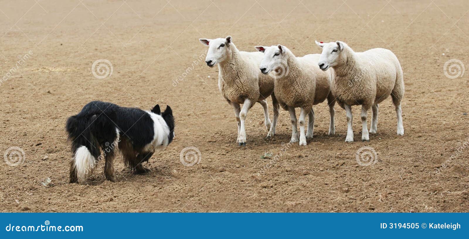 Sheepdog and the Sheep stock image. Image of stare, farm 3194505