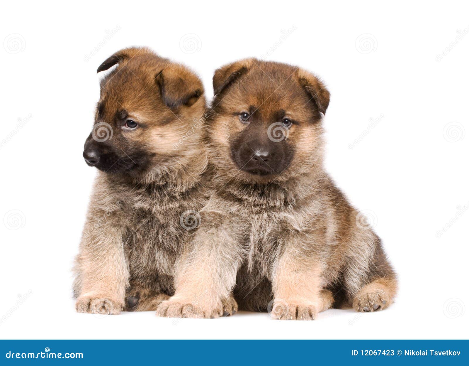 Sheepdogs Puppys Isolated Over White Background Stock Image - Image of ...