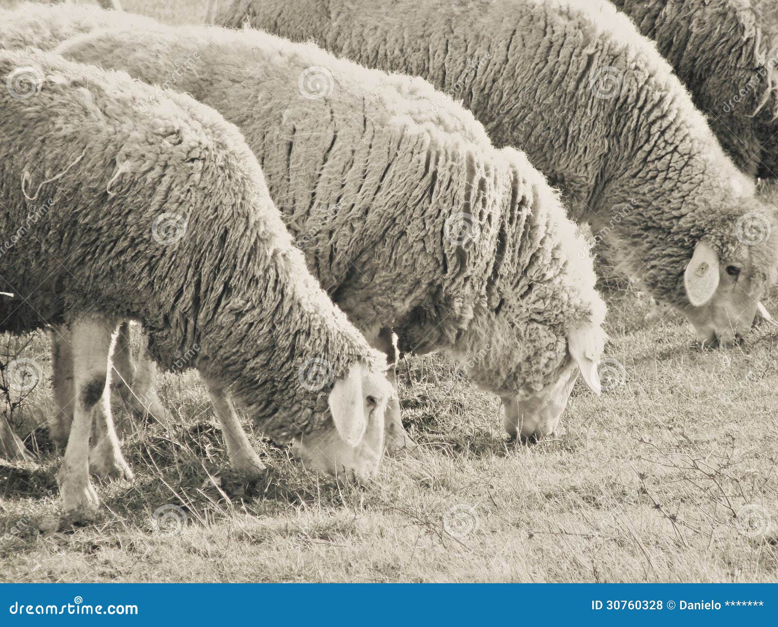 Photo of a sheepflock grazing