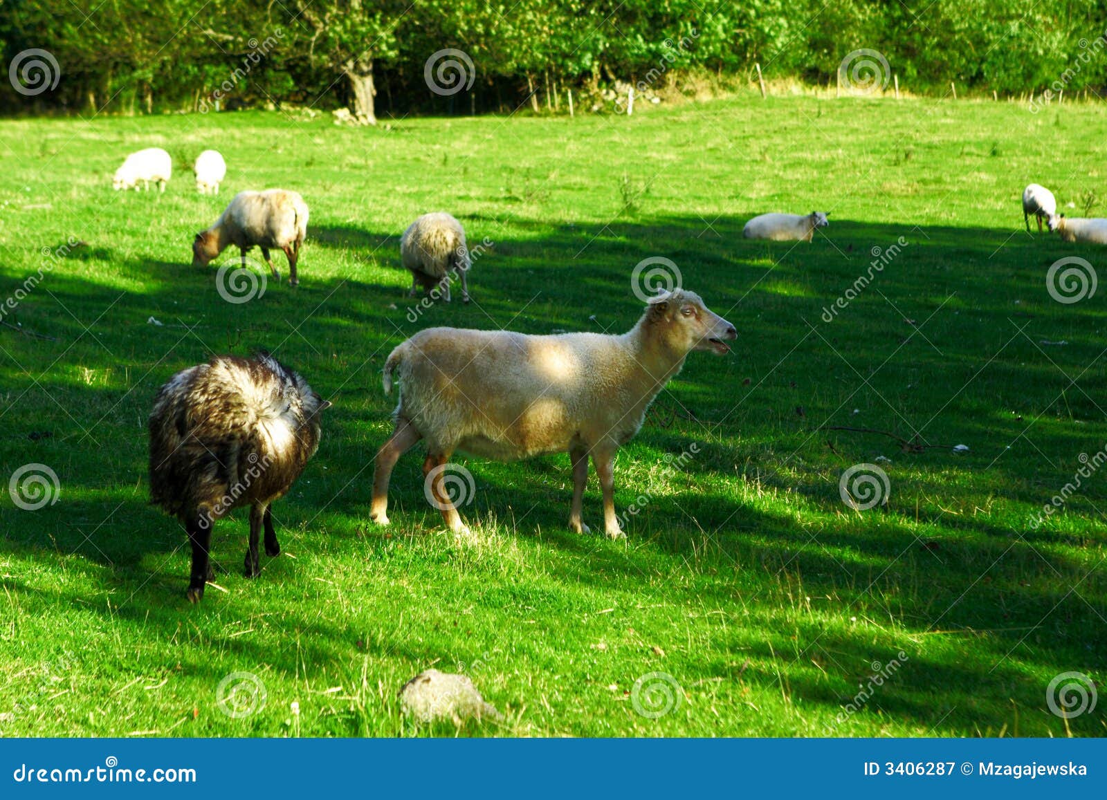 весна sheeps ландшафта травы