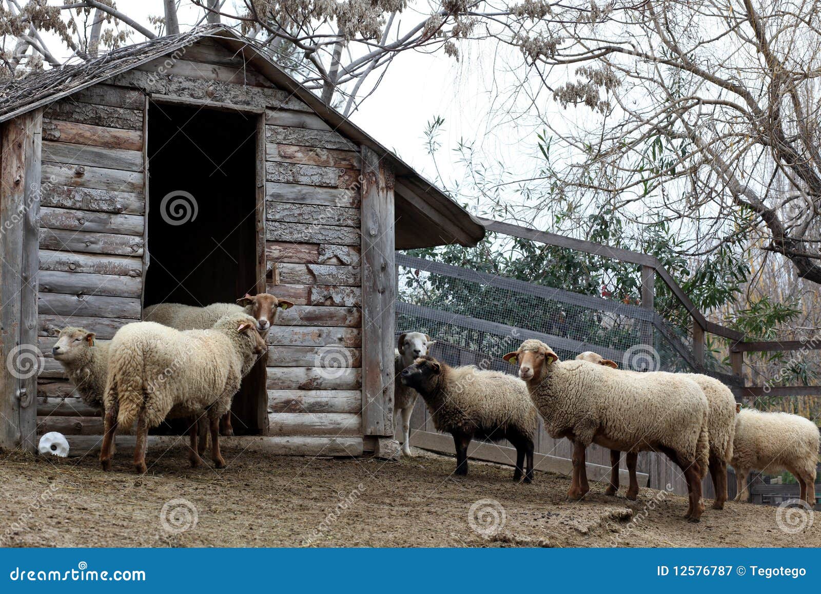 Sheeps in a farm stock image. Image of classic, looking 12576787