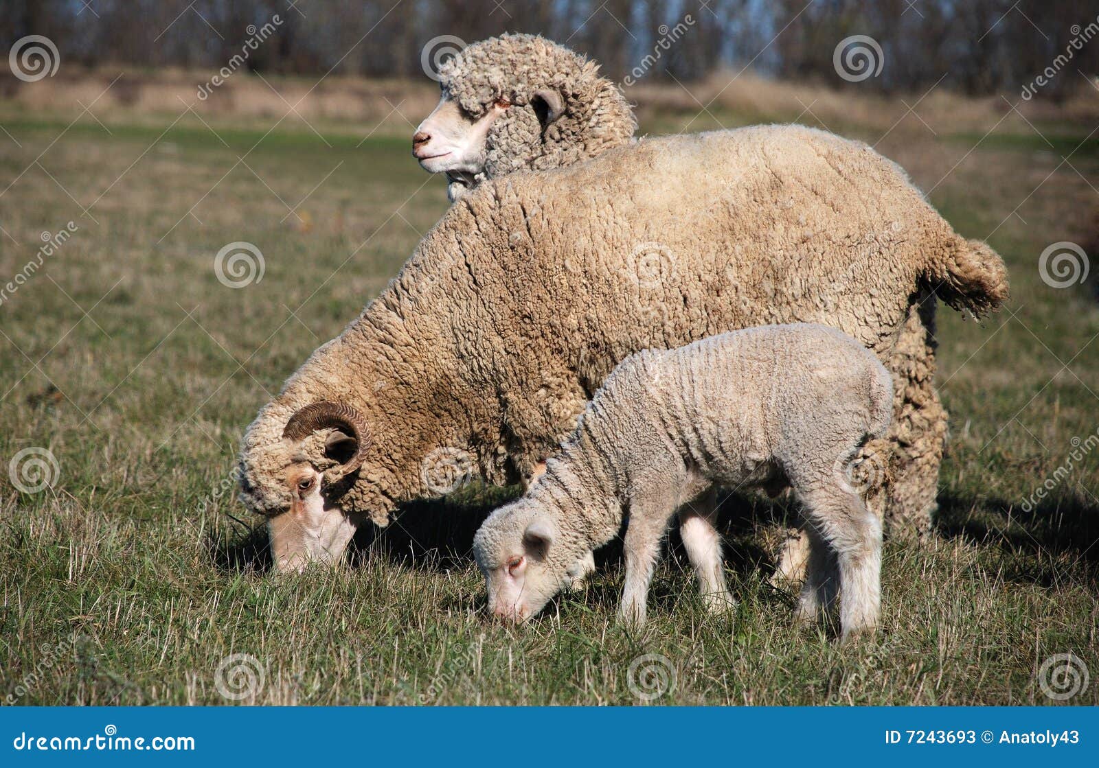 Sheeps and lamb stock image. Image of mutton, field, domestic 7243693