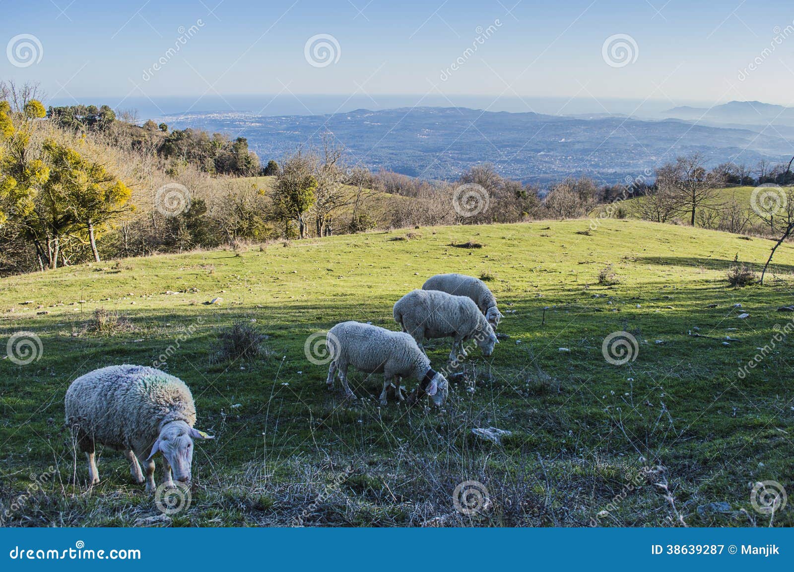 Sheeps in mountain stock image. Image of farming, seaview 38639287