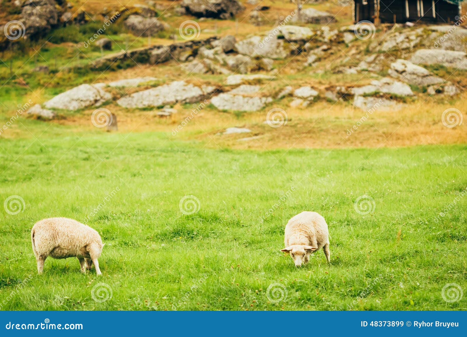 Sheeps op weiland Het landschap van Noorwegen. Sheeps in Weide, Noorse Weidebergen