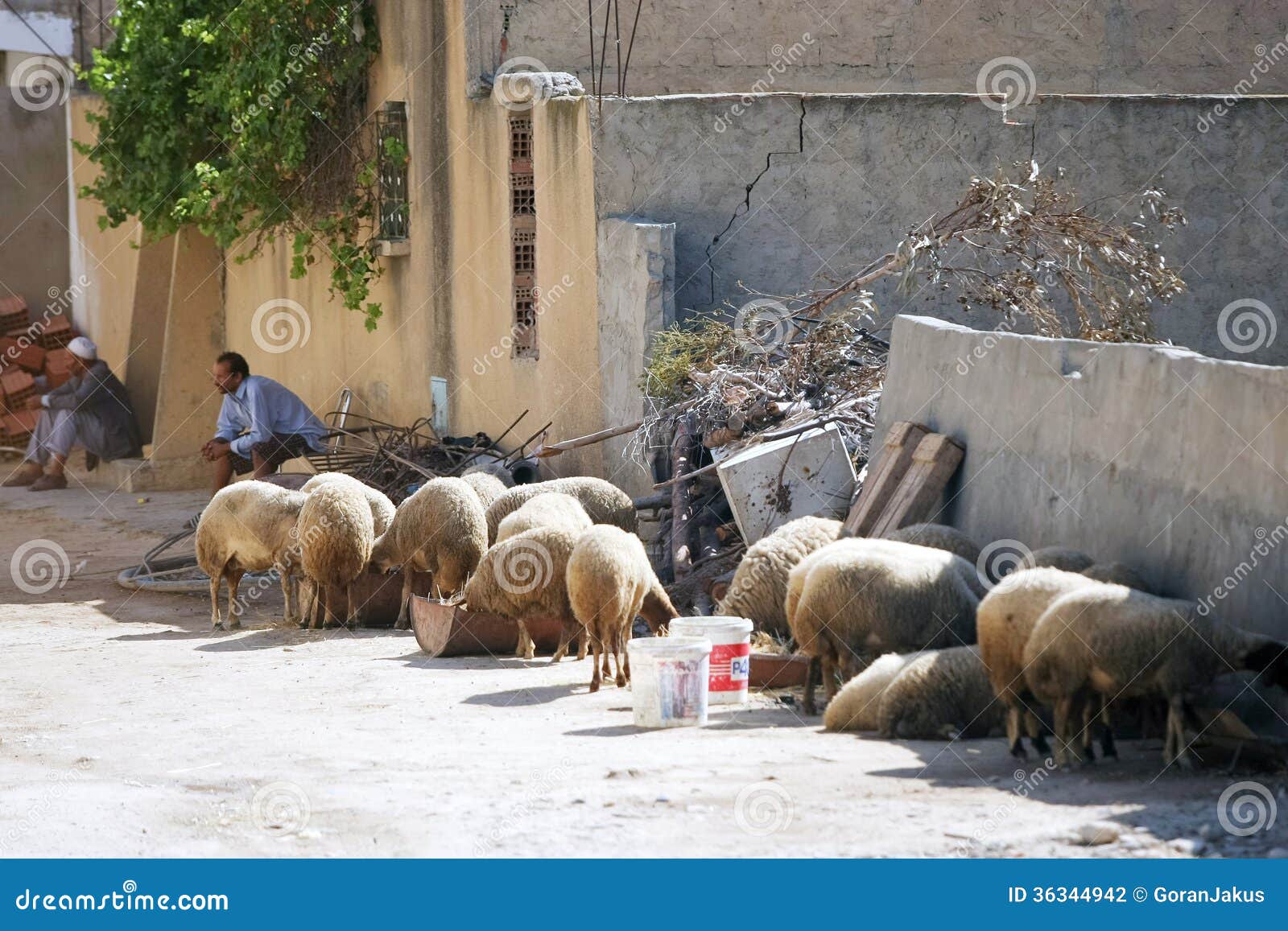 Sheeps on the street of Kairouan. Kairouan, Tunisia - September 16th, 2012 : In the suburbs, some of the local people are raising sheep in Kairouan, Tunisia. The Tunis (also known as Tunisian Barbary) is a medium sized, fat tailed sheep, that is naturally hornless with cream colored wool and a cinnamon red face and legs. This breed is raised primarily for meat.