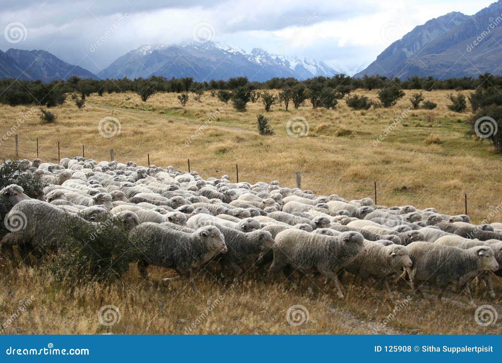 Sheeps zealand mt кашевара новые. вдоль sheeps дороги mt кашевара новых к zealand