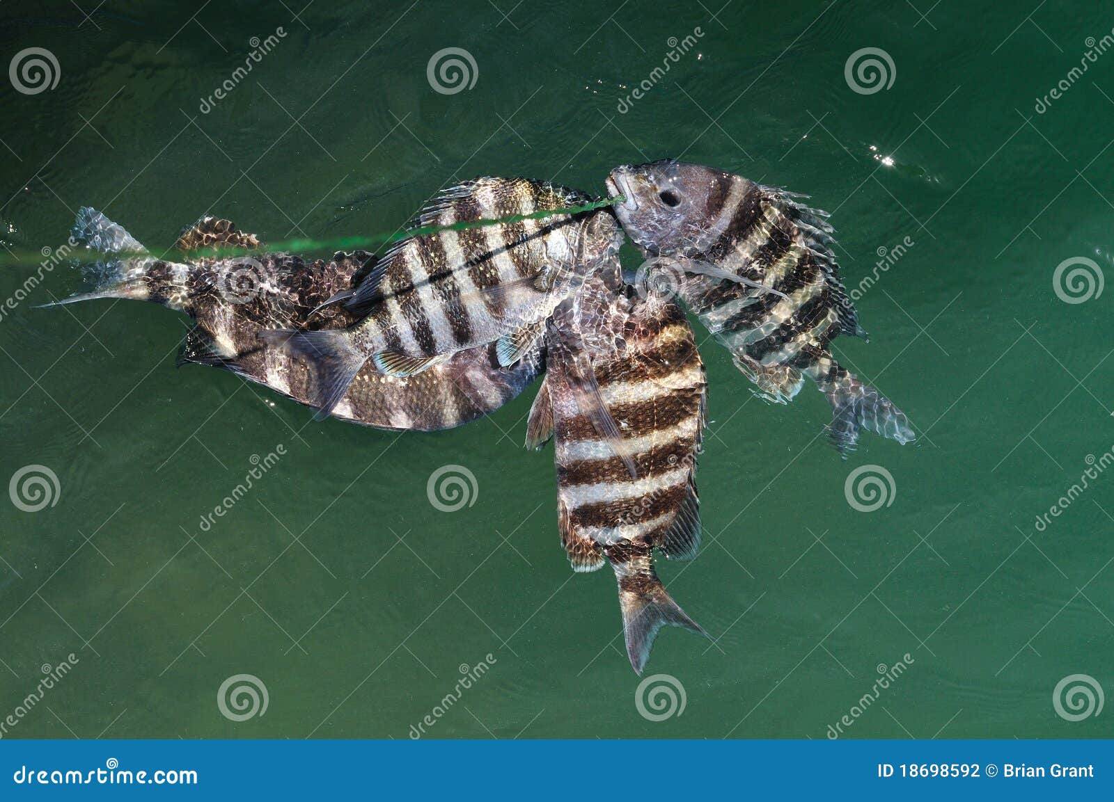 terth of a sheepshead fish terth of a sheepshead fish
