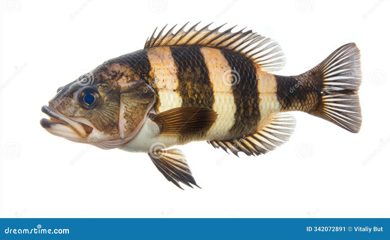 sheepshead fish known scientifically as archosargus probatocephalus displays distinct black and white stripes vividly