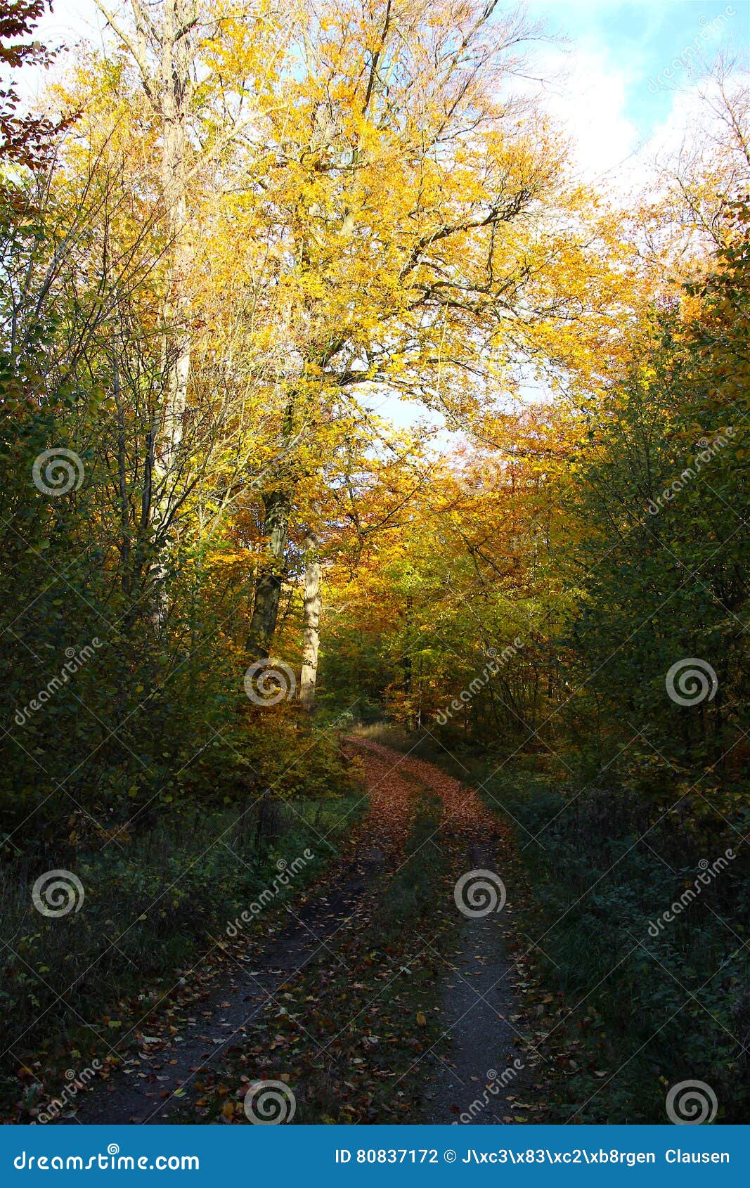Sheet Filled forest trail stock photo. Image of sheet - 80837172