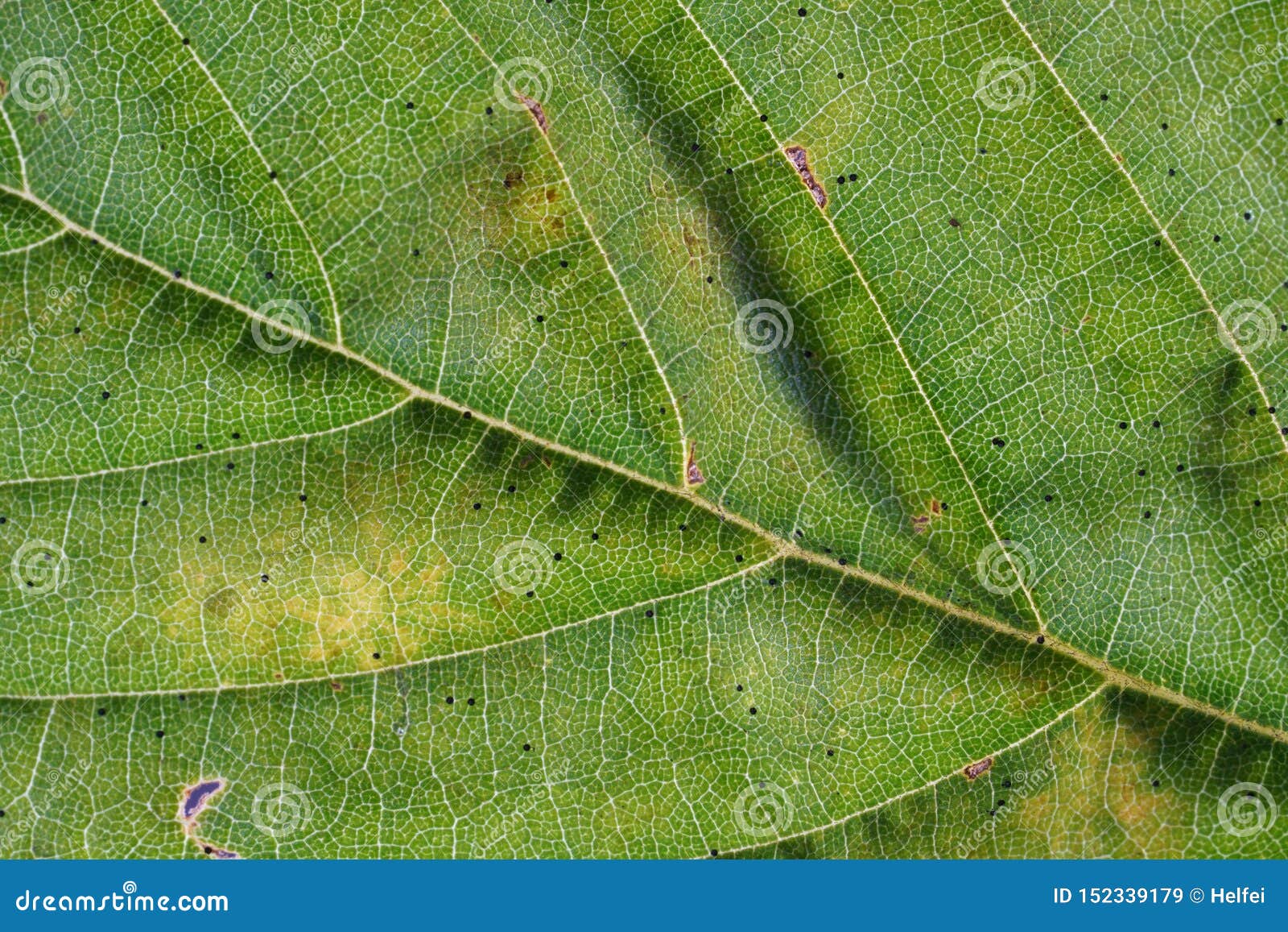 sheets-of-german-plants-photographed-in-macro-mode-in-best-quality-stock-image-image-of-branch