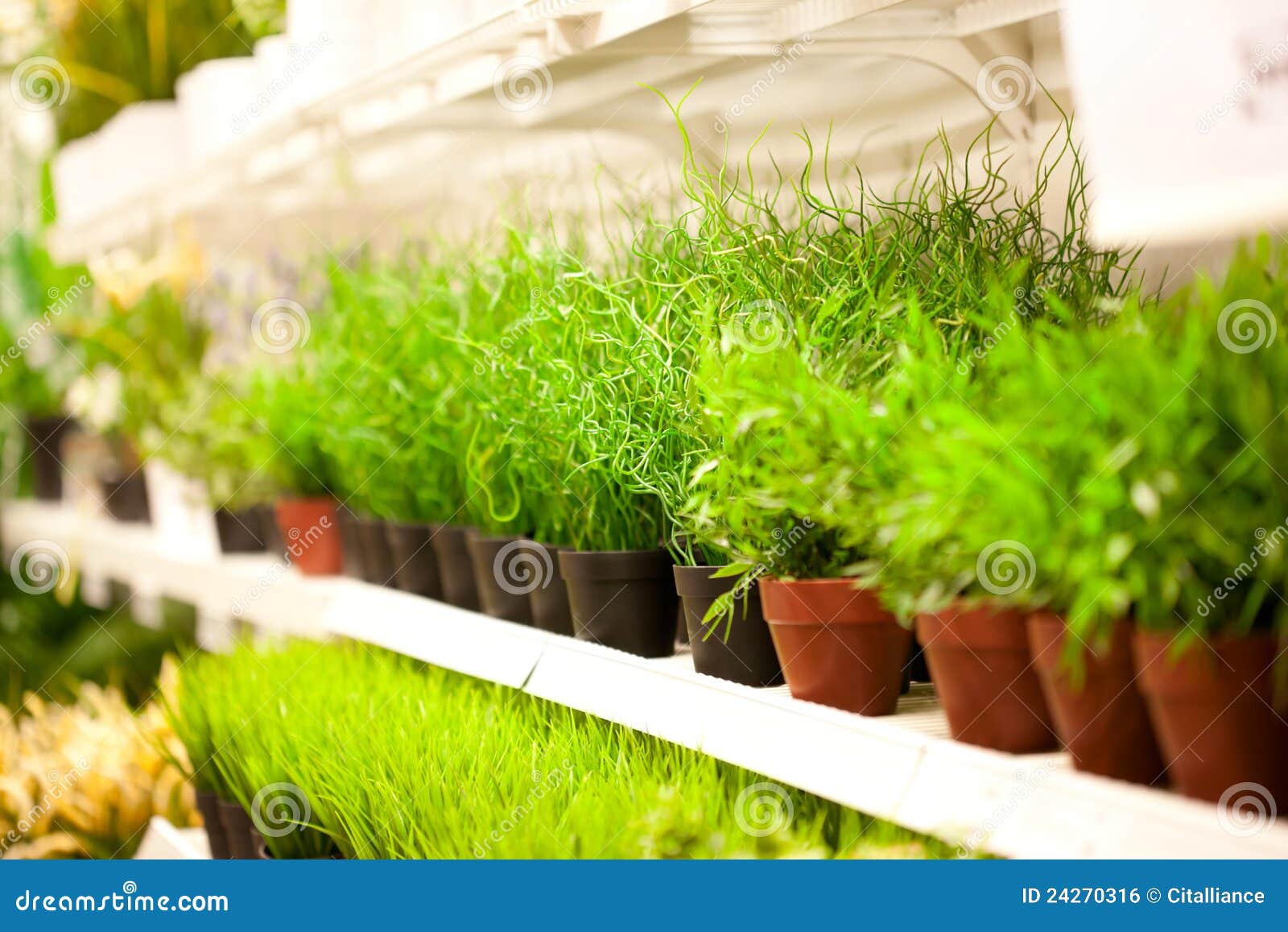 Shelf of Green Grass in Pots at Plants Store Stock Photo Image of