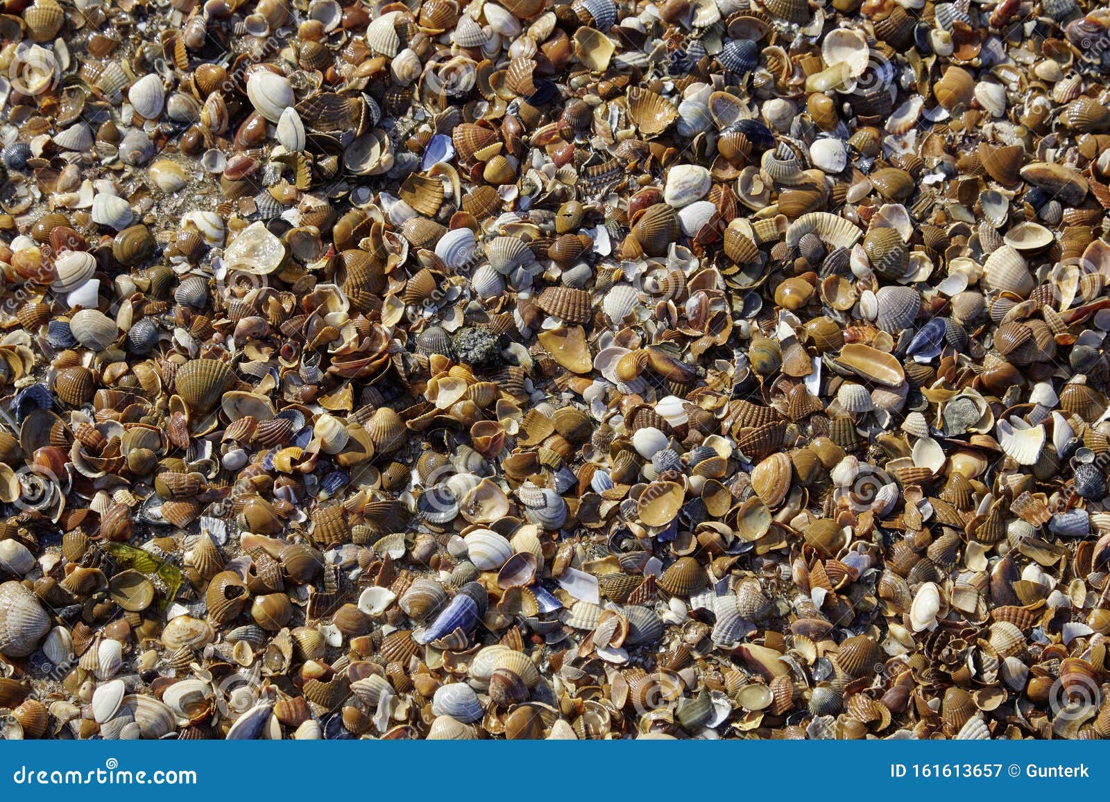 Shell Bank on the North Sea Beach Stock Image Image of sand, shores