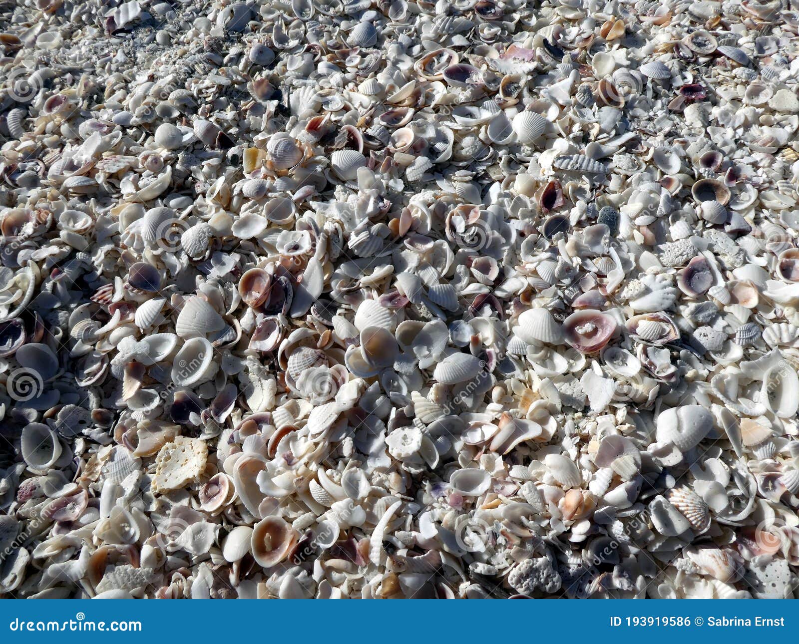 shell beach at bomans beach, sanibel island, florida