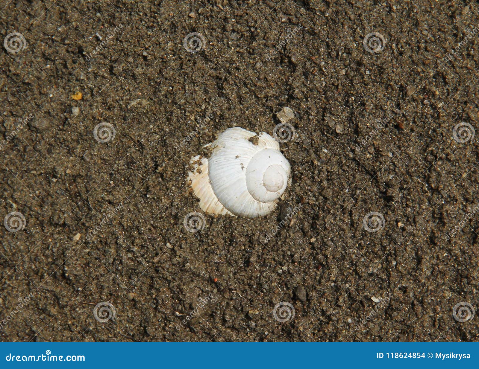 Snail shell in the soil stock photo. Image of mollusc 118624854