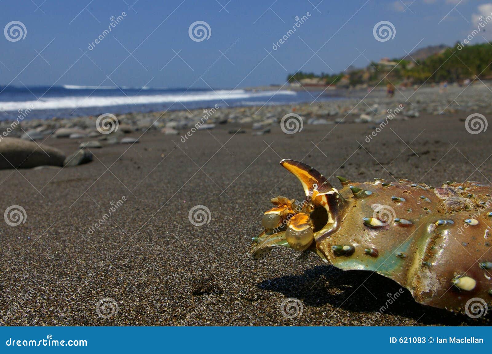 Cáscara Del Cangrejo En La Playa Imagen. Imagen 621083