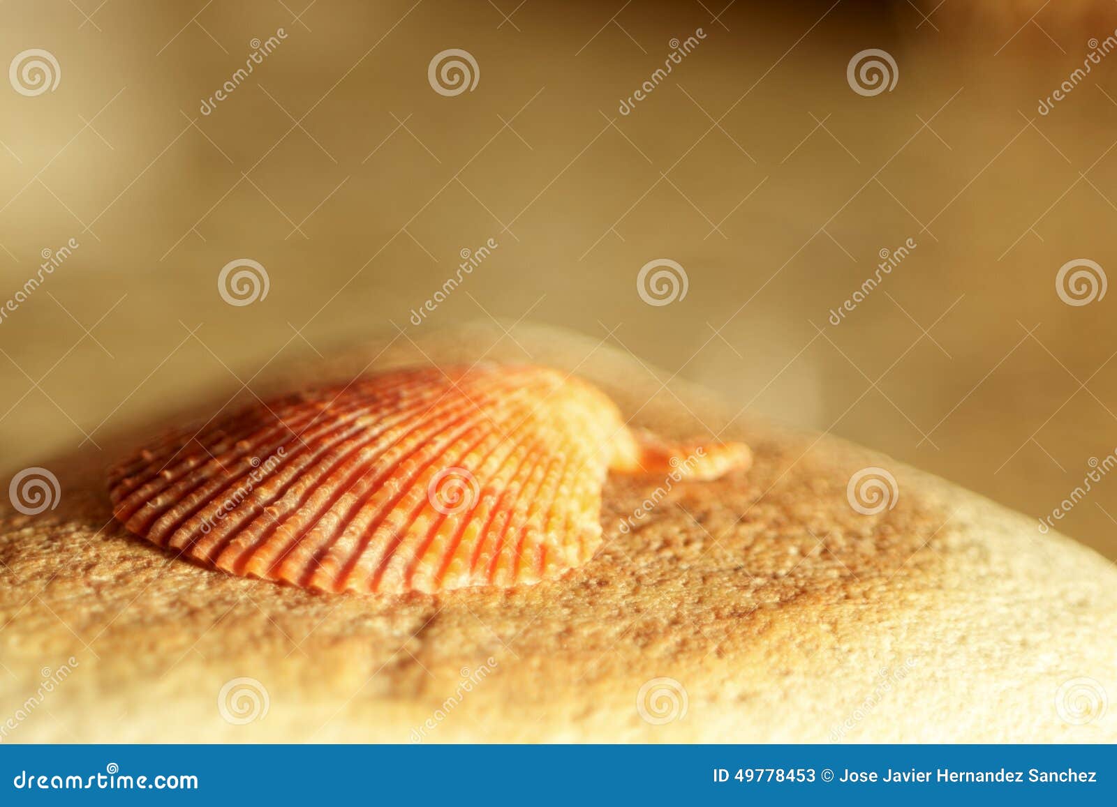 Shell na rocha