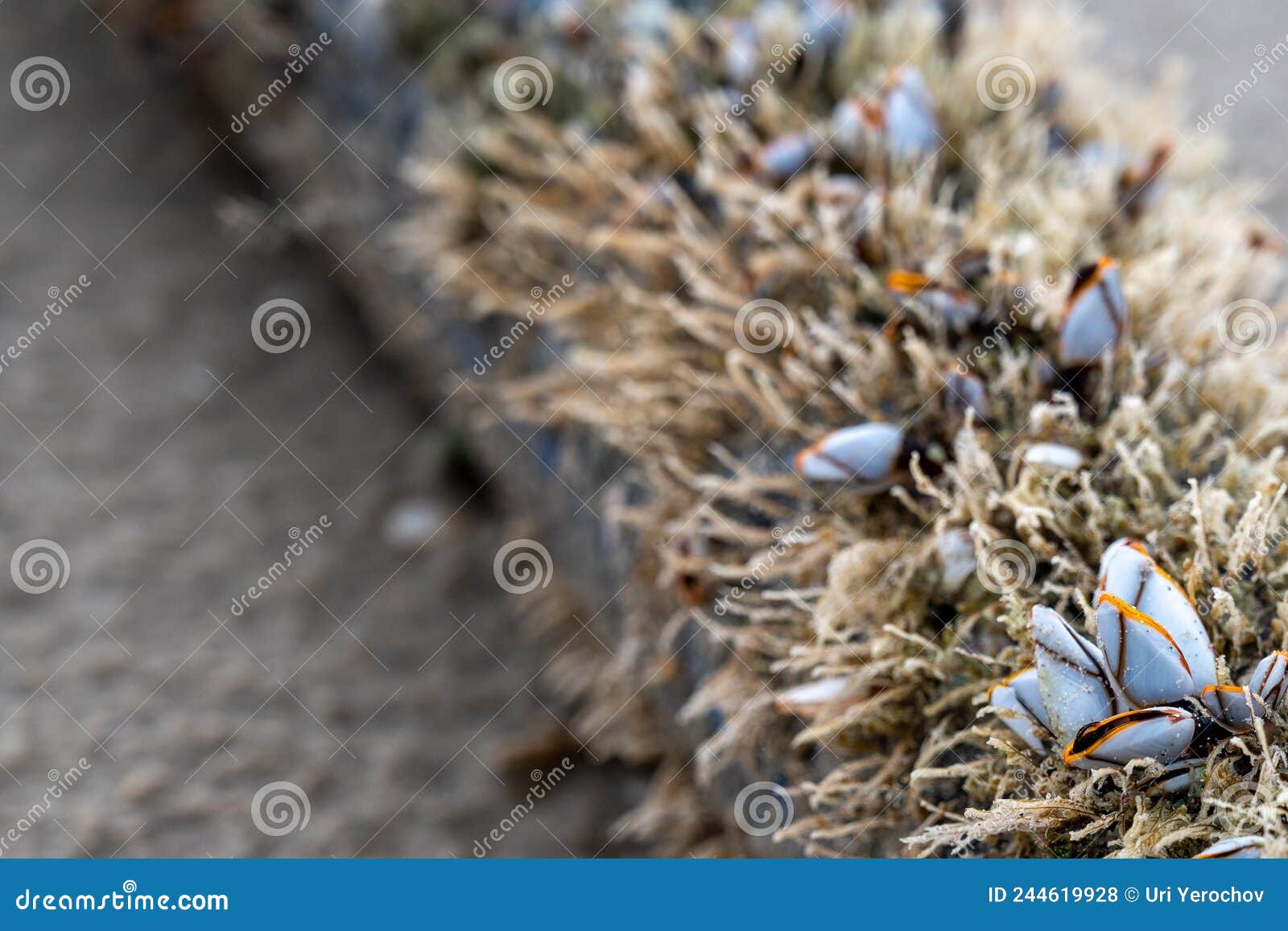 the shell named goose barnacles or gooseneck barnacle lepas anserifera linnea is commonly seen at the surface of