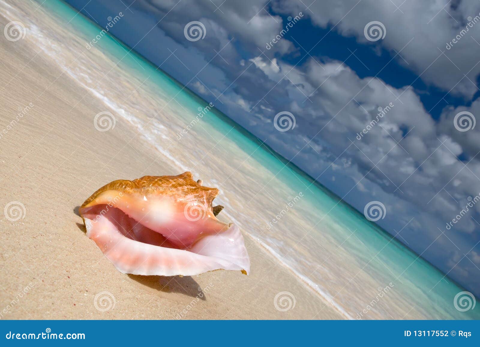 Shell op een wit zandstrand dichtbij blauw ziet in de zomer