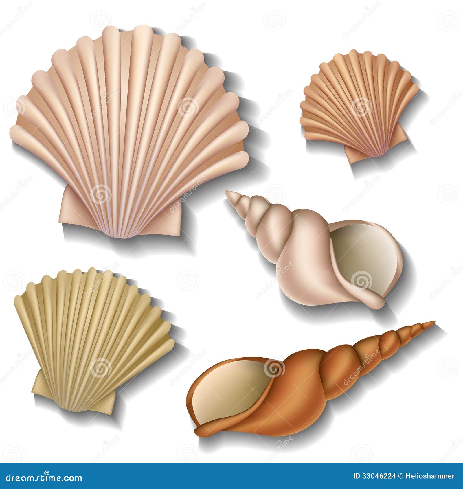 Shell set. Морские ракушки без фона. Мебель комплект Ракушка. Тематический комплект ракушки для детей. Плакат парень Ракушка.