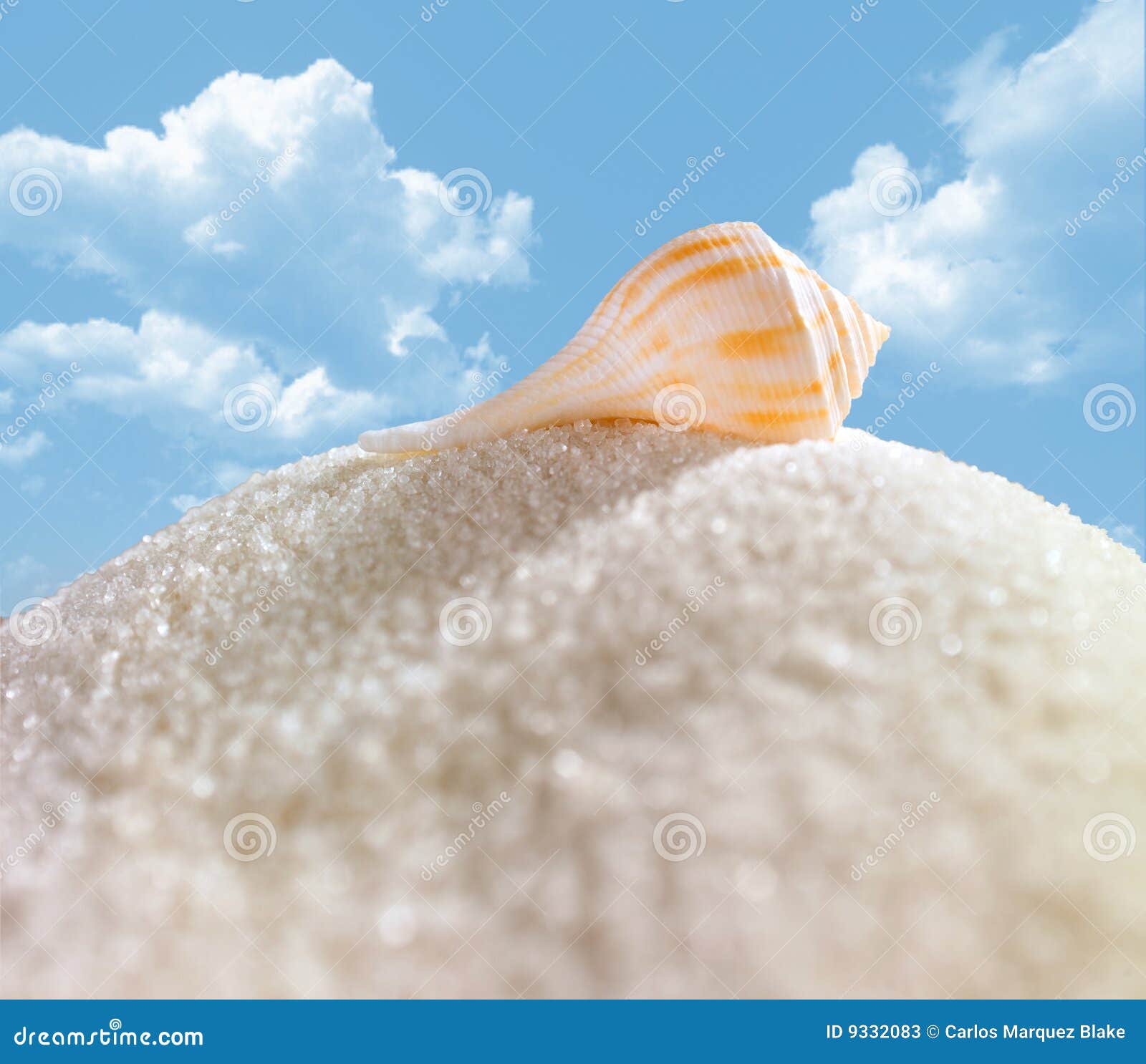 Shell on sugar mountain stock image. Image of closeup 9332083