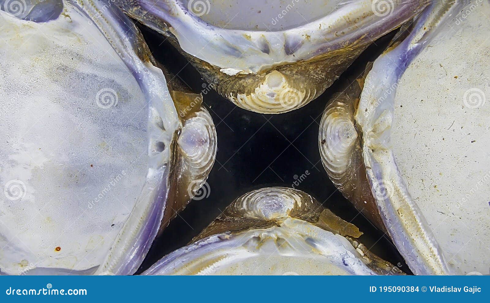Shell under the microscope stock photo. Image of tasty 195090384