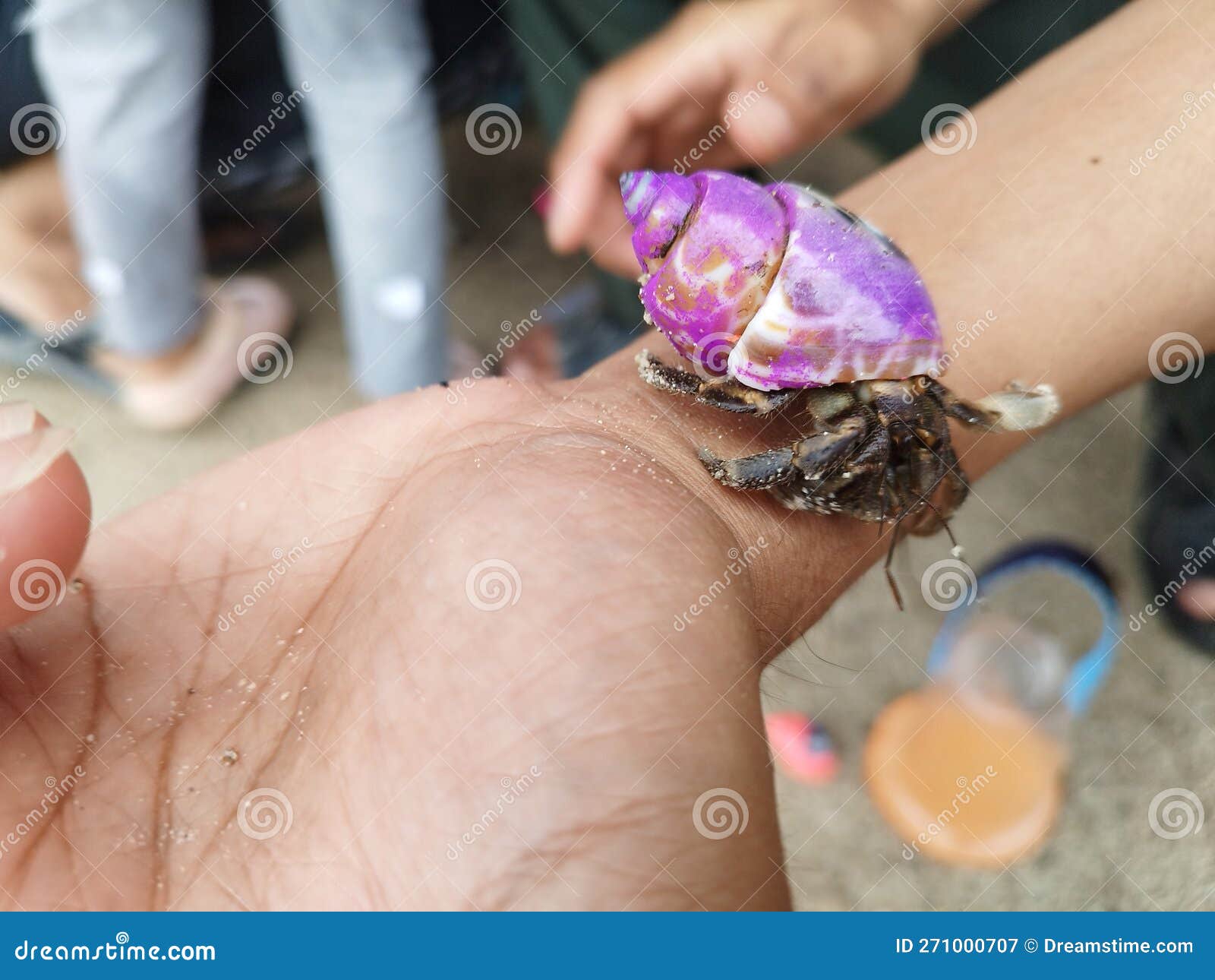 shelled sea bugs referred to as & x22;umang-umang& x22;