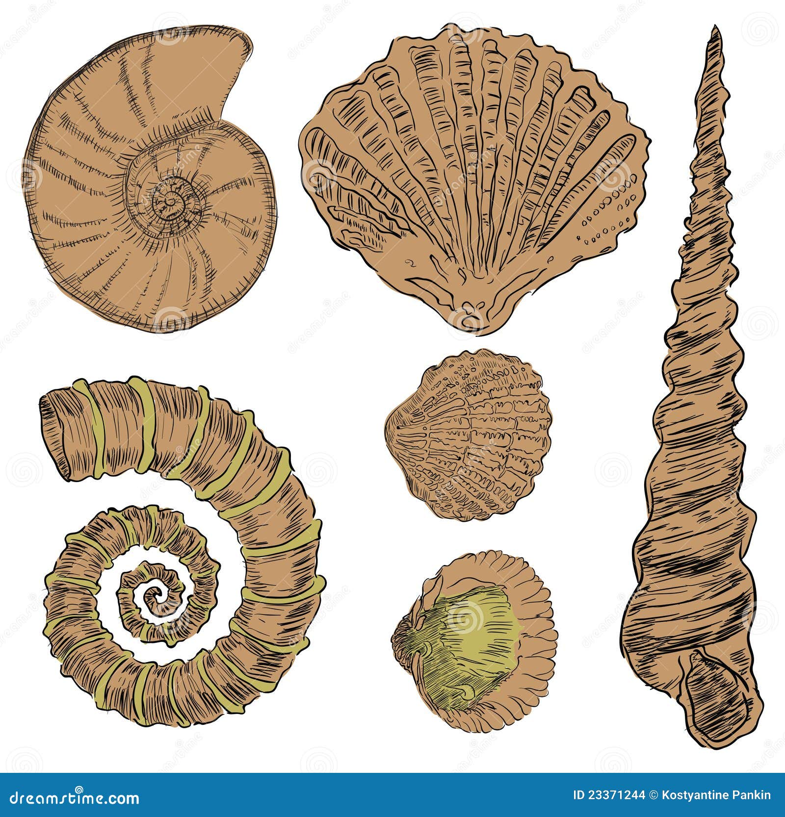 Shelles de la fauna marina. Ilustración del vector de las formas de vida prehistórica. Los gráficos se hacen a mano.