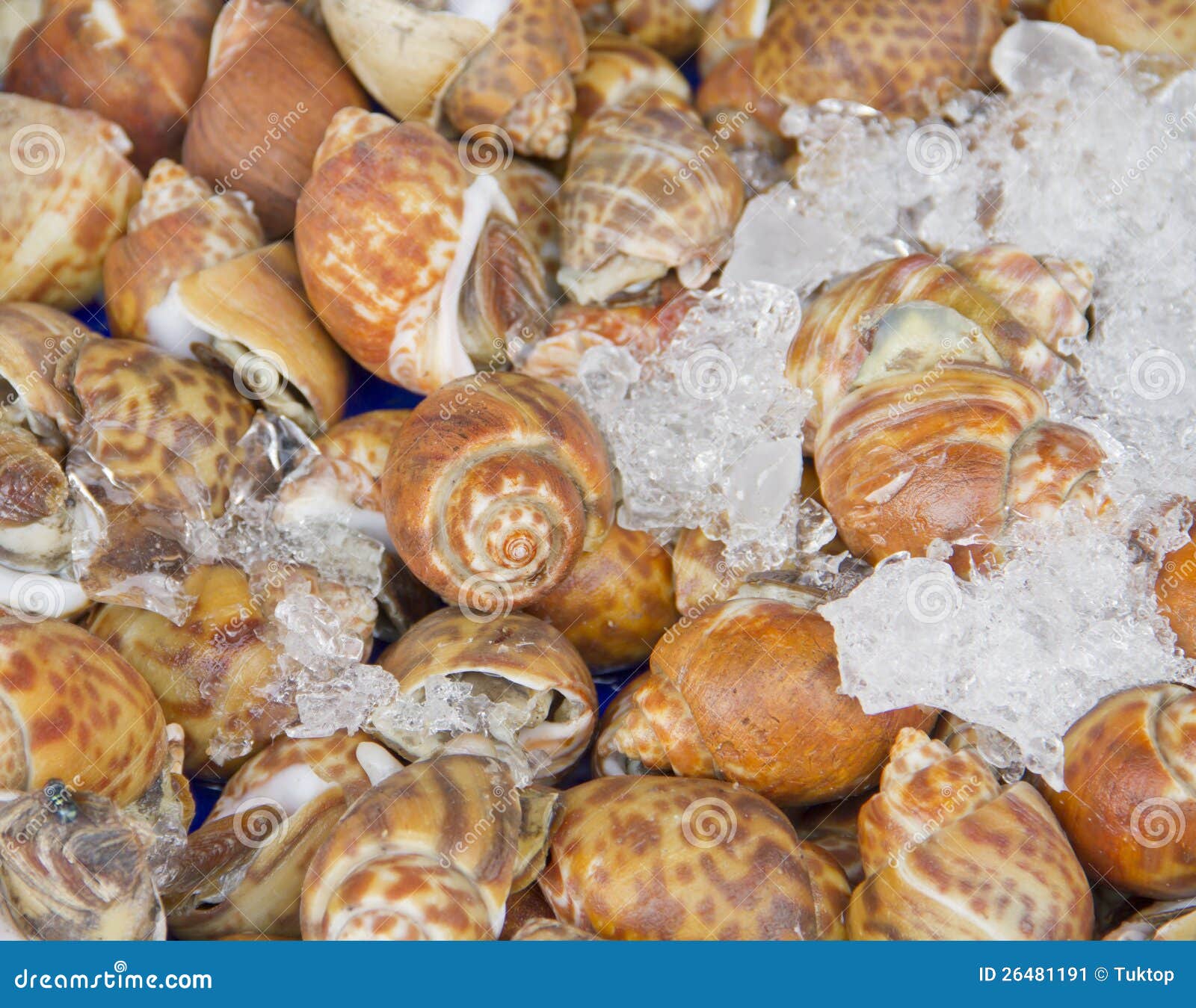 Shellfish Blood Cockles stock image. Image of shell, color 26481191