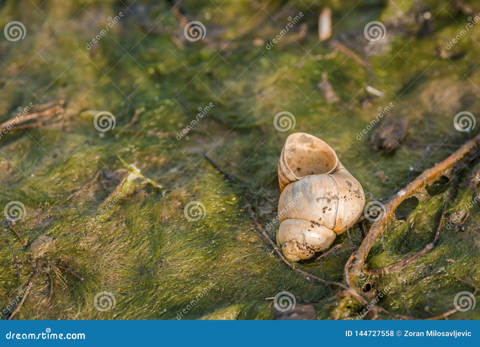 Shellfish River Snail on Grass Stock Photo Image of macro, nature