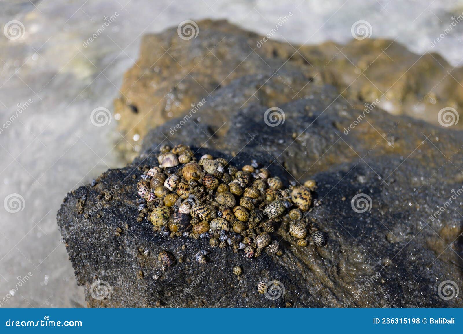 Shellfish on the Rocks.it is a Sea Creature that Attaches Itself To a