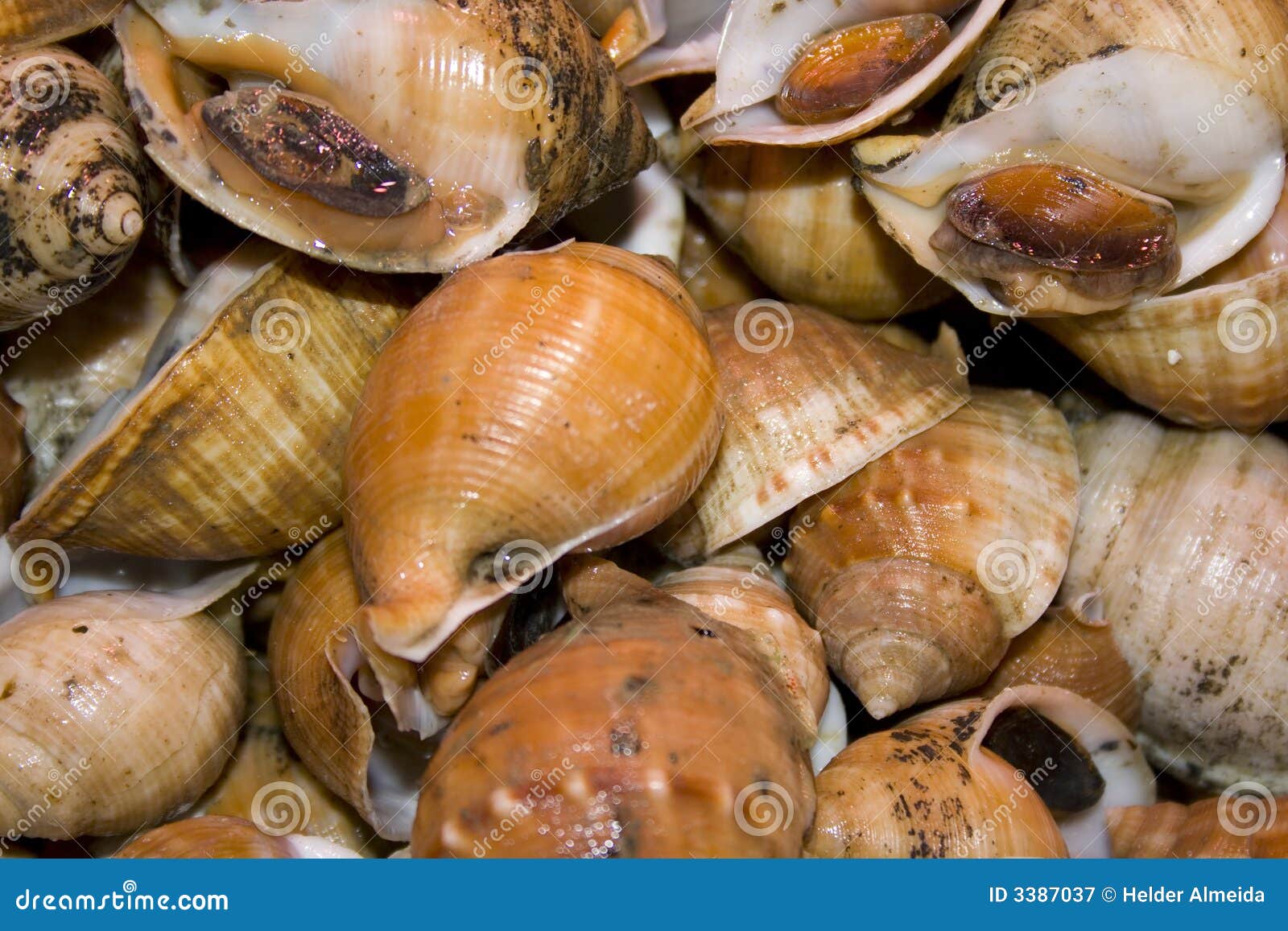 Shellfish snails stock image. Image of element, creature 3387037