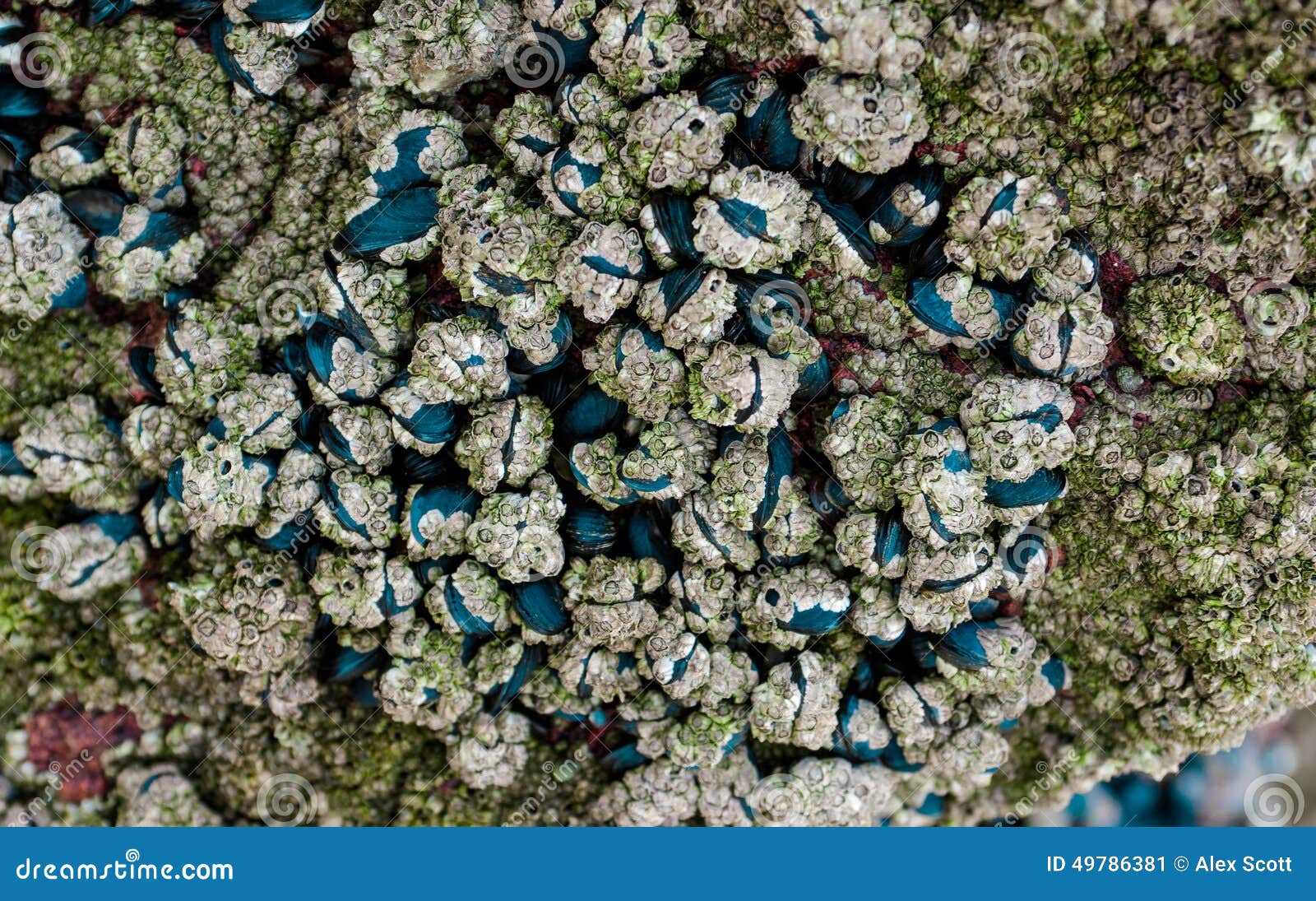 Shellfish on Wavewashed Rocks Stock Image Image of environment, fish