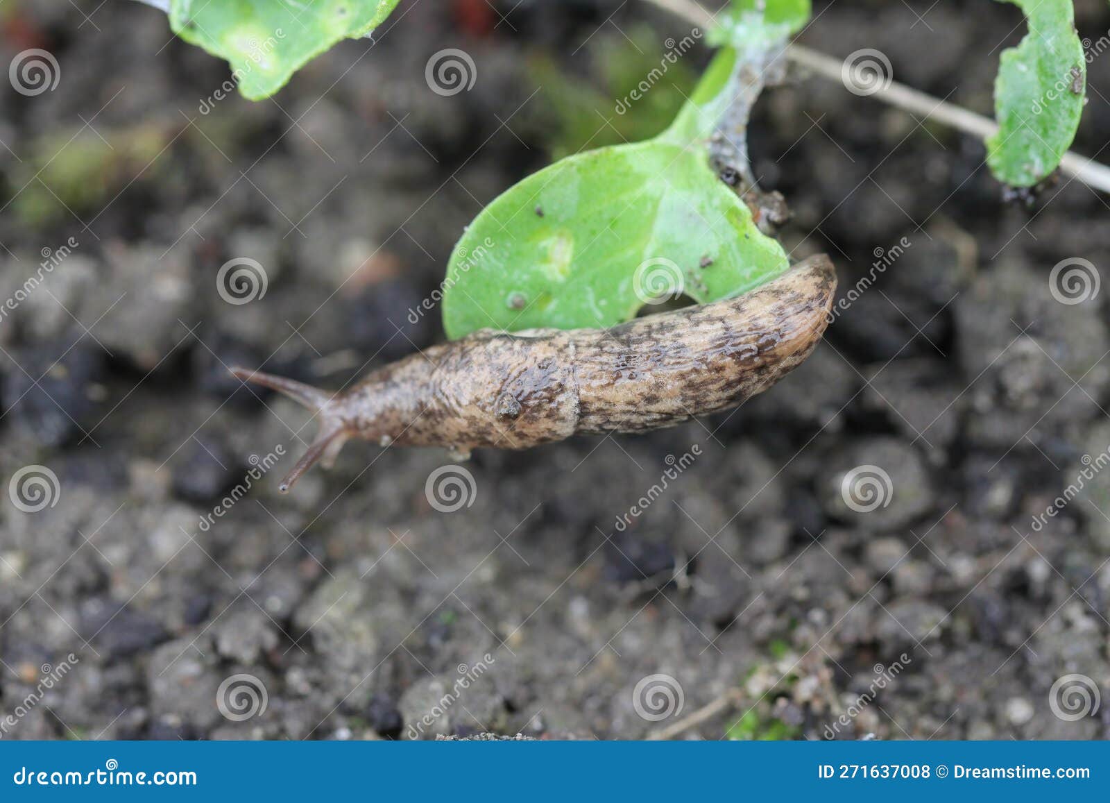 a shellless snail, slug eating young vegetables, sprouting radish in the spring in a vegetable garden.