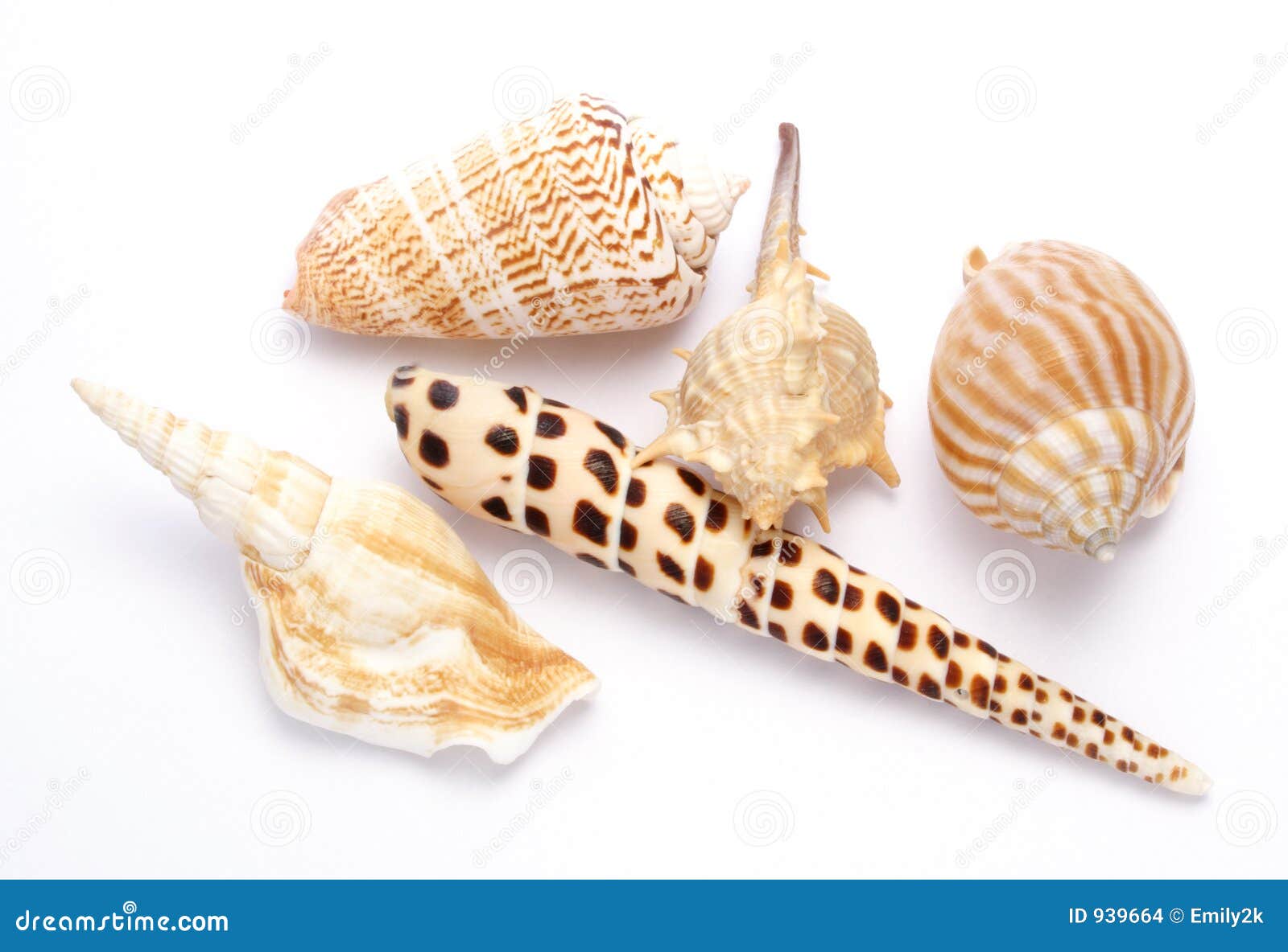 shells