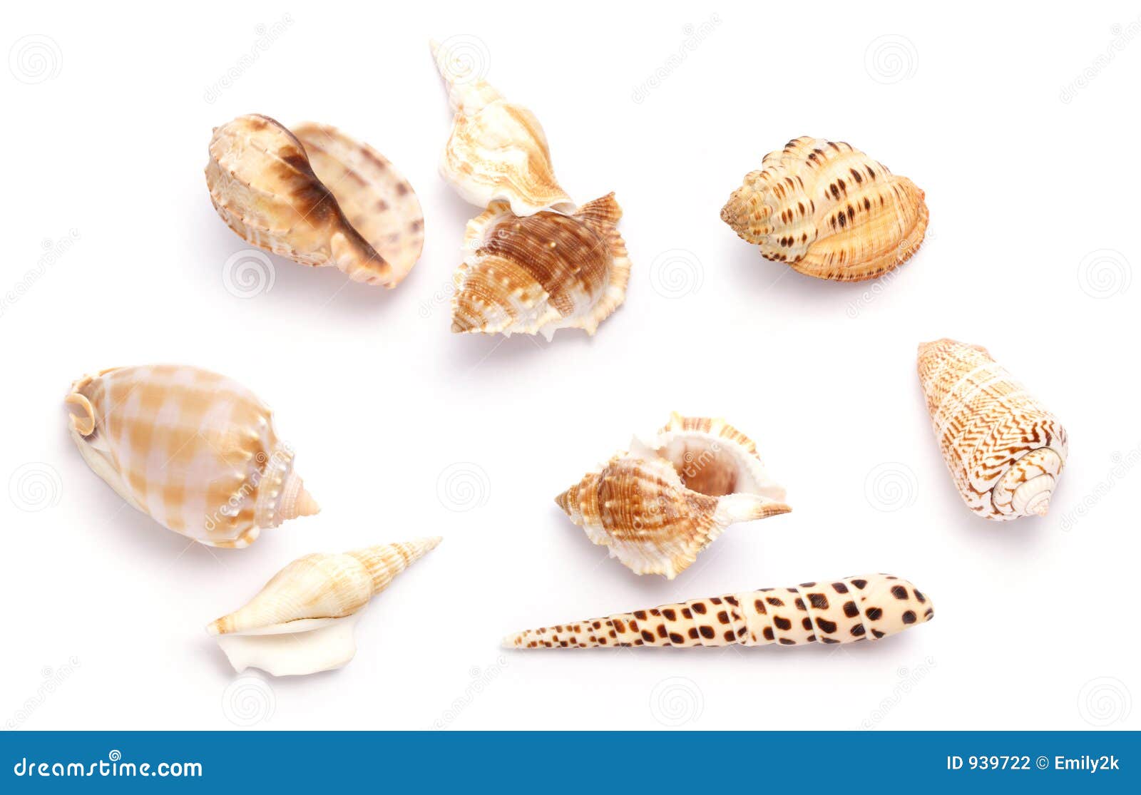 shells