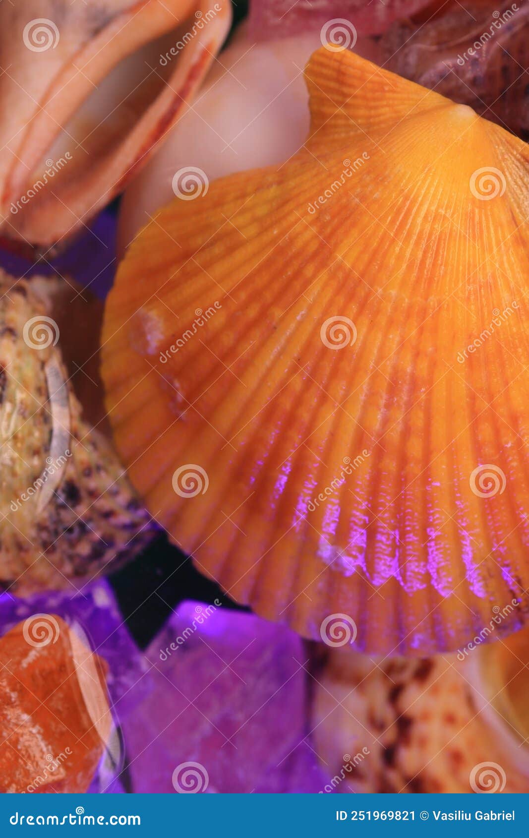 Shells in the Aquarium, Top View Stock Image Image of plant