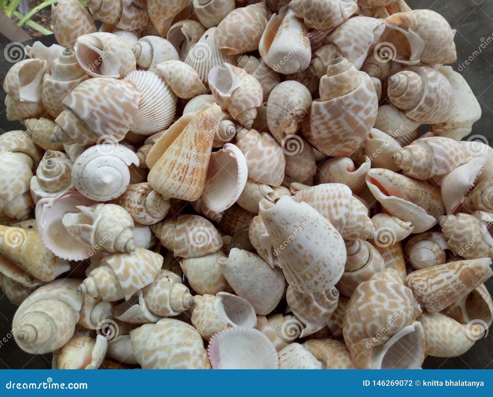 Shells are Beautiful Sea Animals in Nature Stock Photo - Image of animals, animal: 146269072 Shells are Beautiful Sea Animals in Nature Stock Photo - Image of animals, animal: 146269072