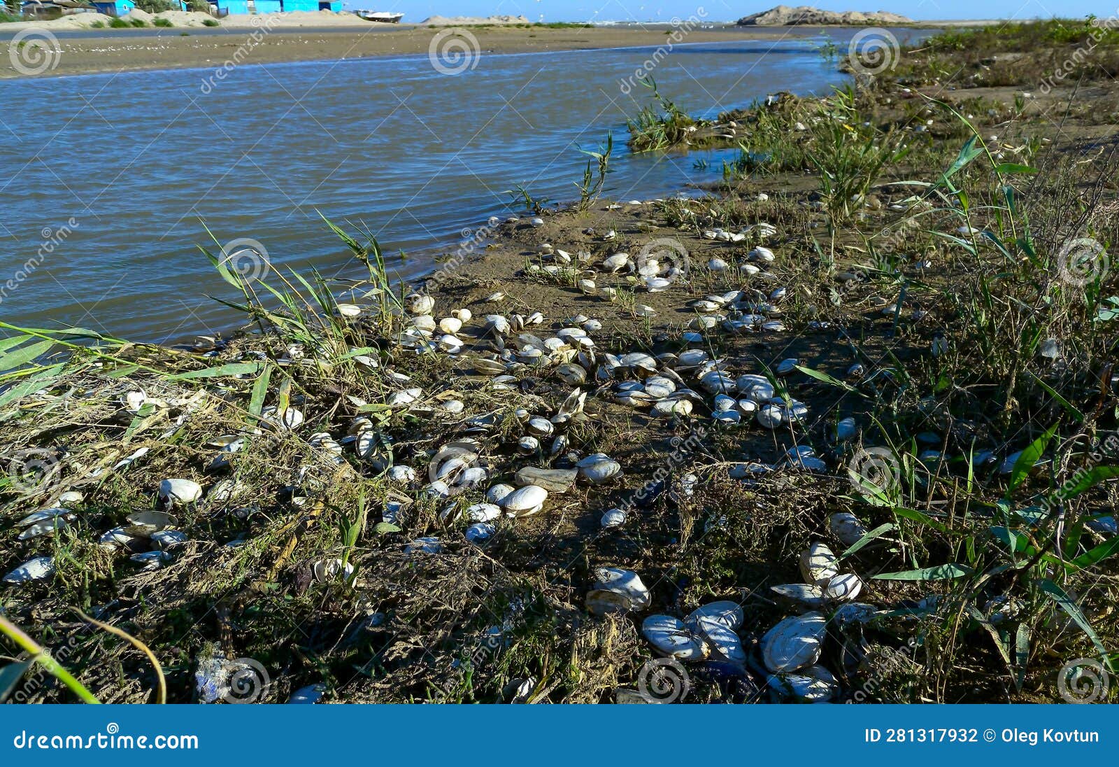shells of the bivalve mollusk (mya arenaria) washed ashore in the tidal zone of the sea in the lower reaches