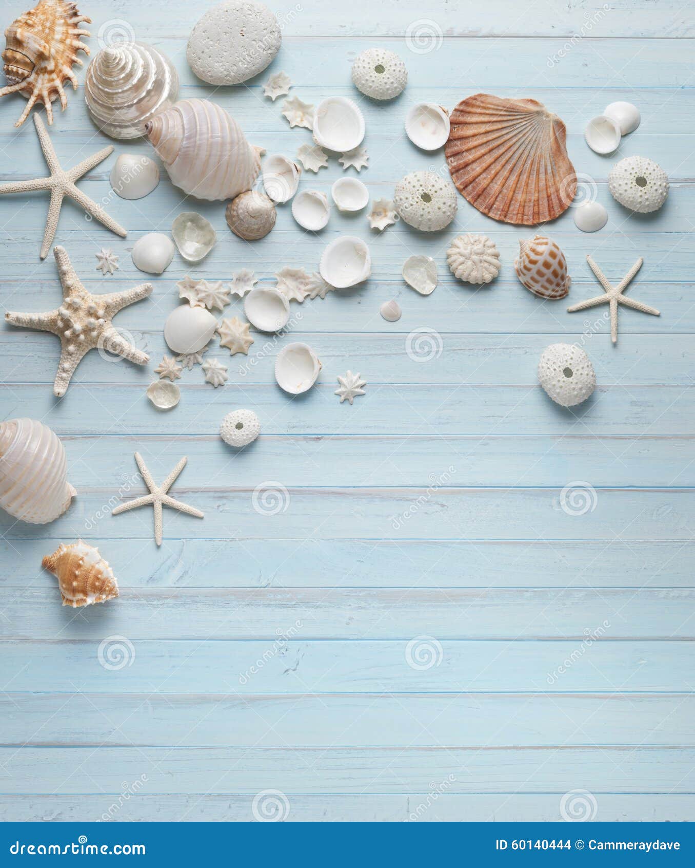 shells blue wood background