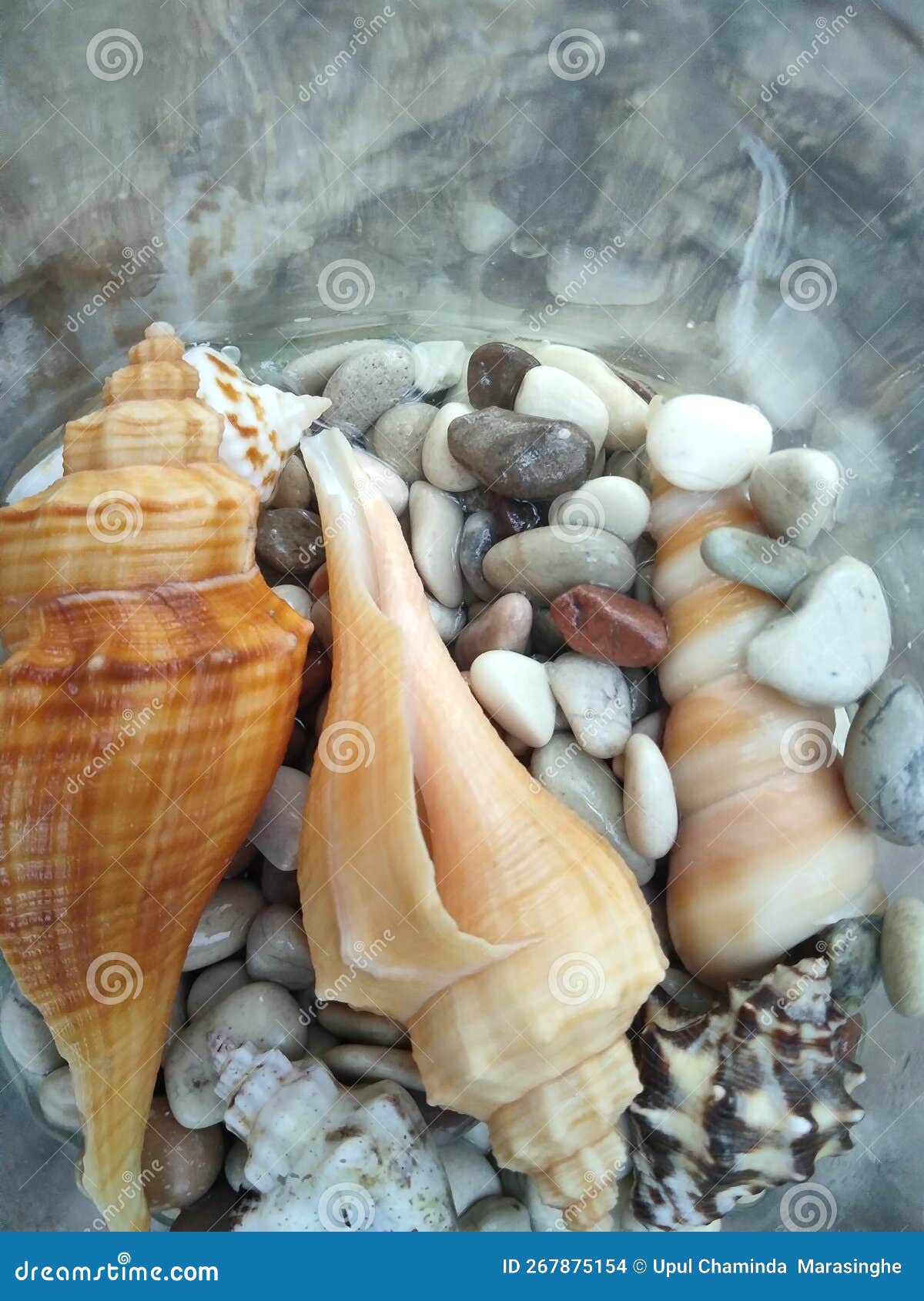 shells collection from seyshells beach