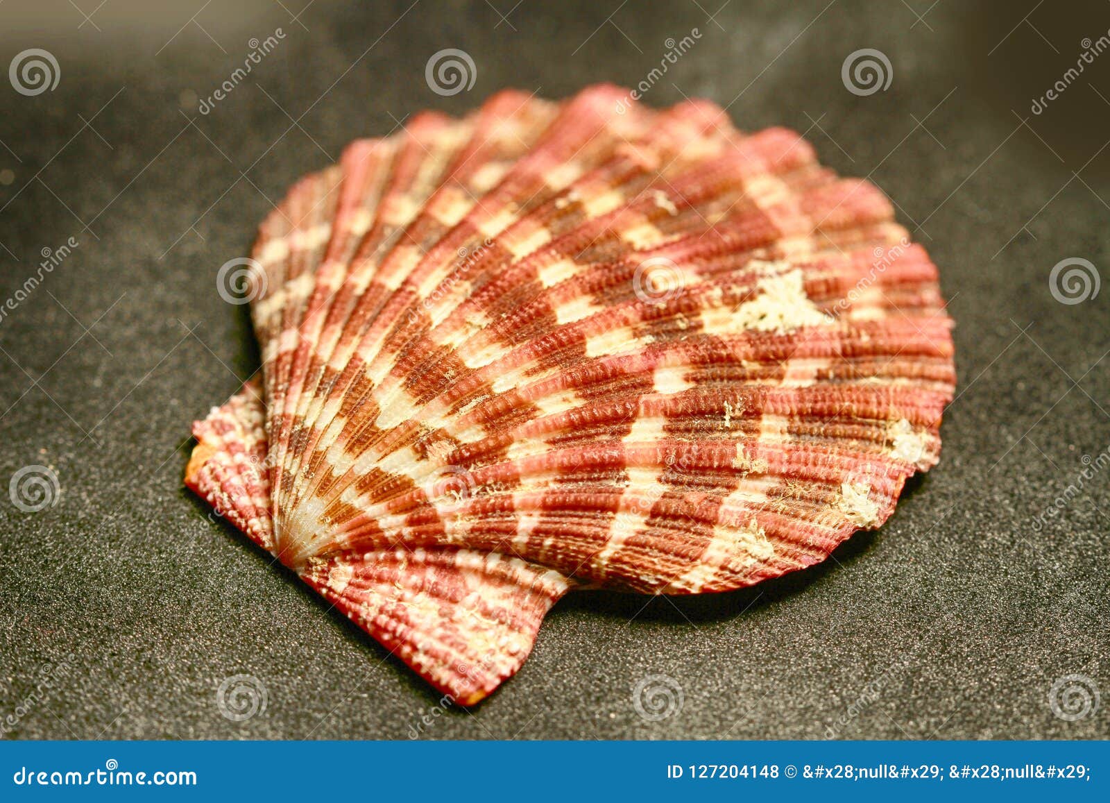 Decorative Shells of Sea Creatures Stock Photo - Image of conch, object: 127204148 Decorative Shells of Sea Creatures Stock Photo - Image of conch, object: 127204148