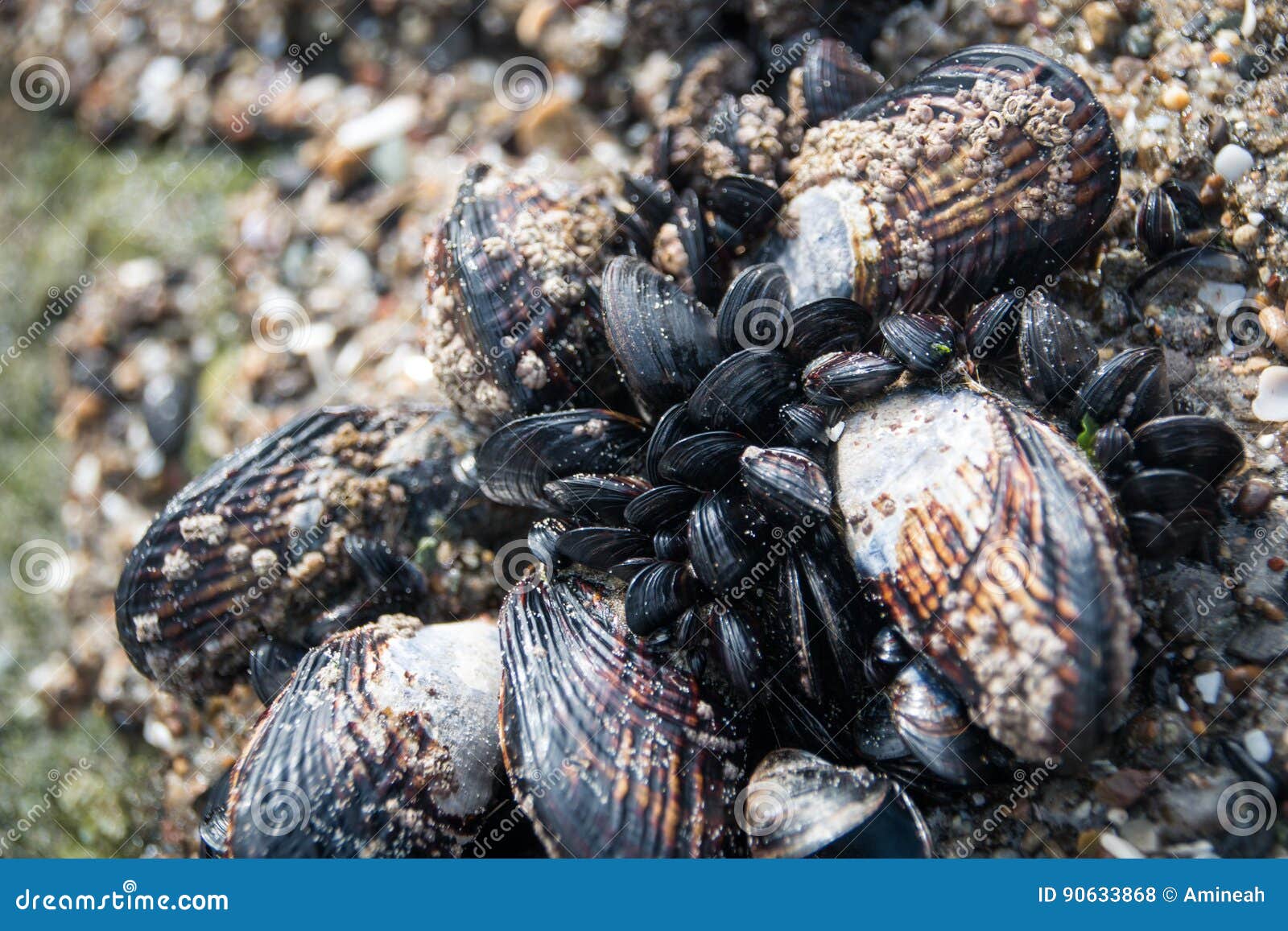 Shells Growing on a Rock at the Beach Stock Photo Image of wildlife