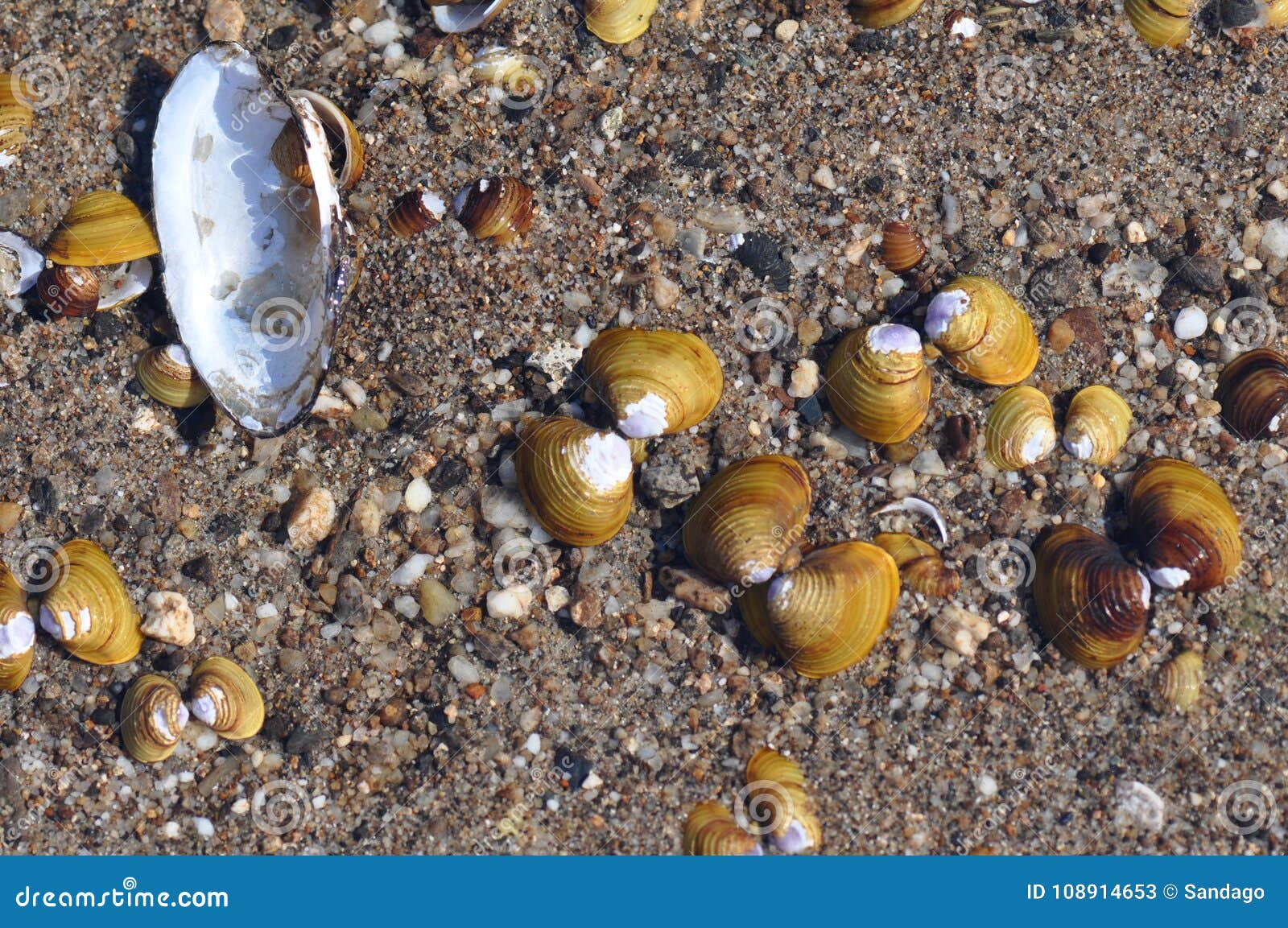 Shells from river stock image. Image of summer, river 108914653