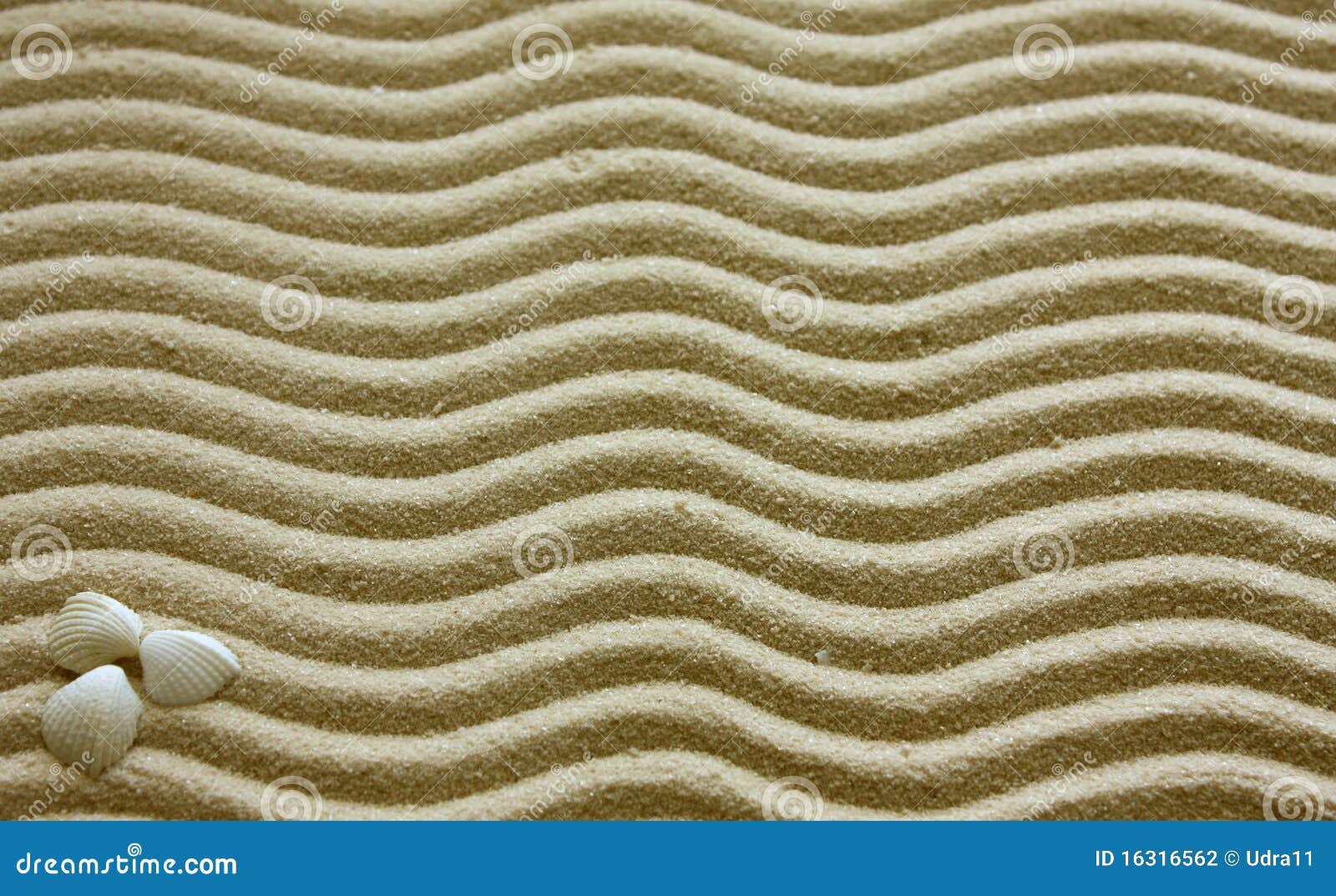 Shells and sand stock photo. Image of conches, hole, nature - 16316562