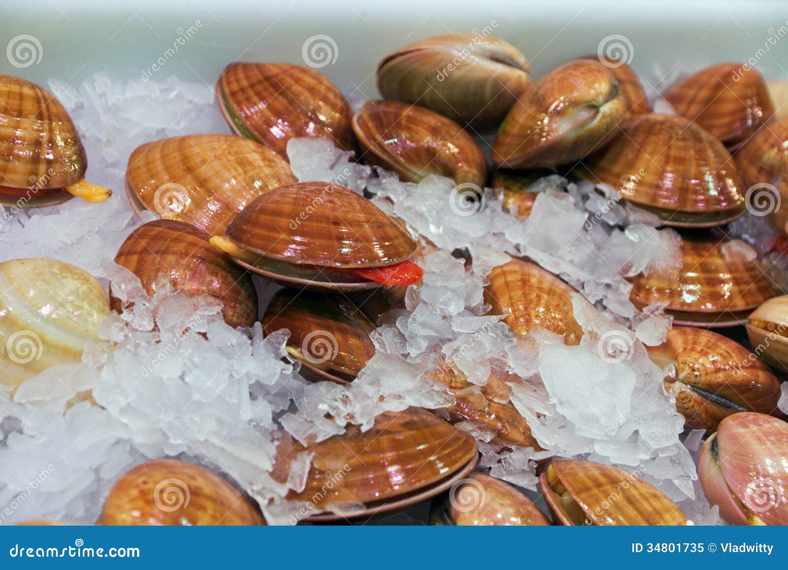 shells-seafood-stock-image-image-of-delicious-salad-34801735