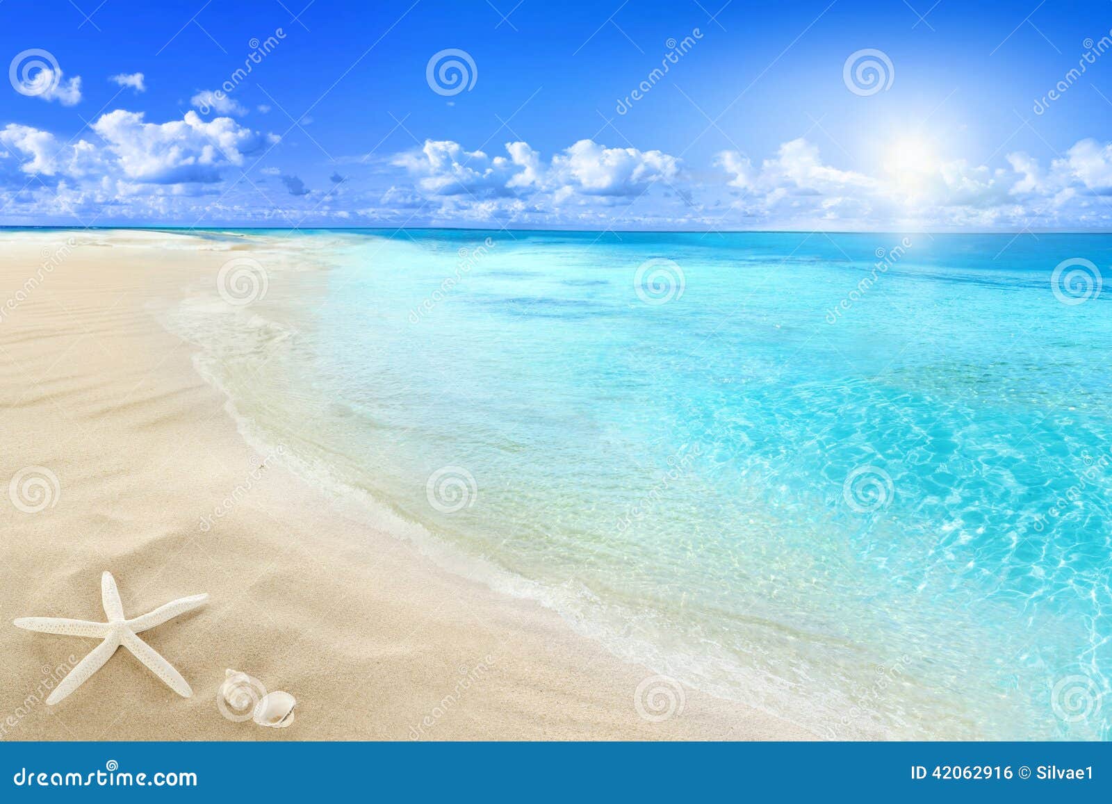 shells on sunny beach