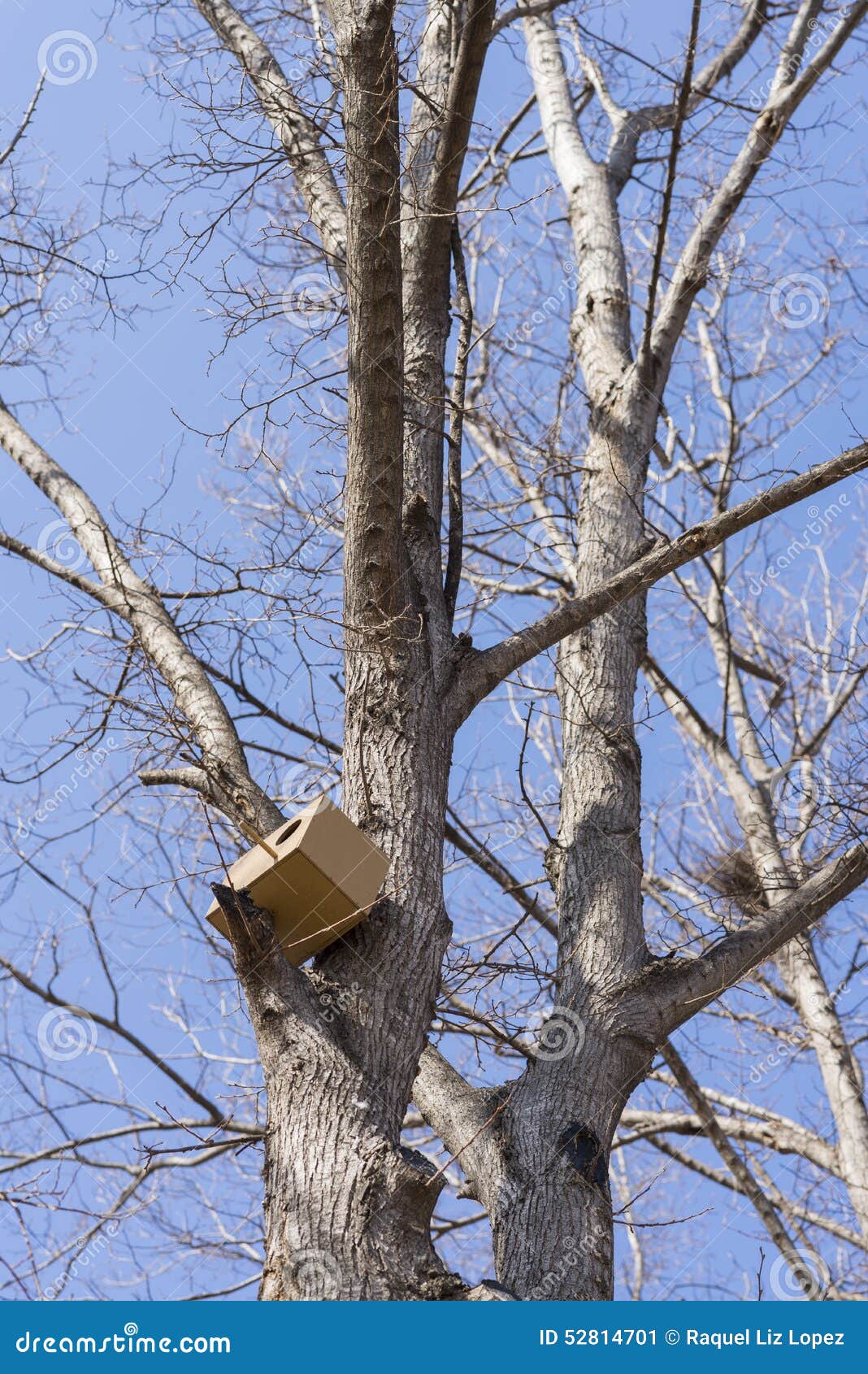 Shelter squirrels. stock image. Image of nest, birds 52814701