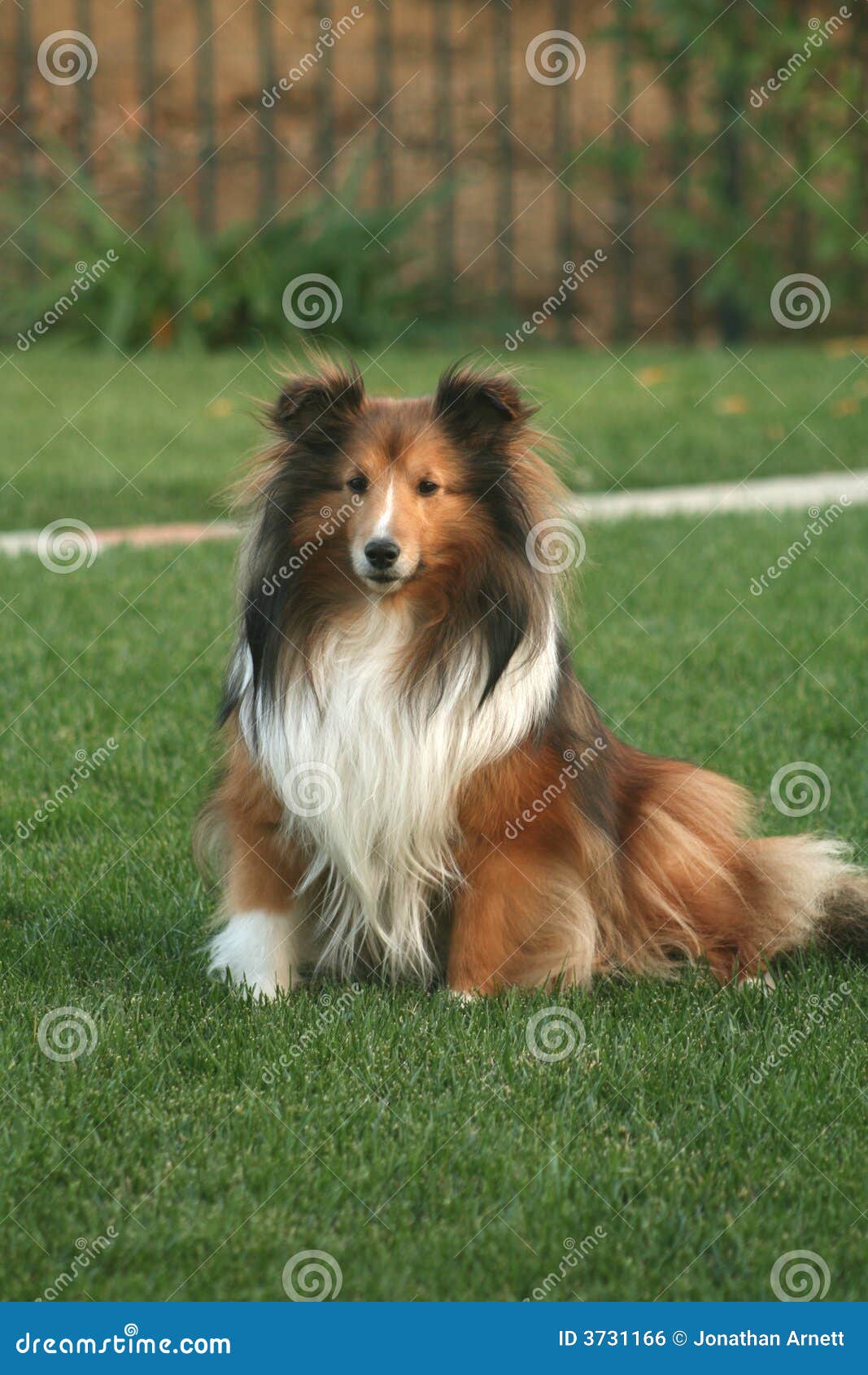 sheltie 205wb